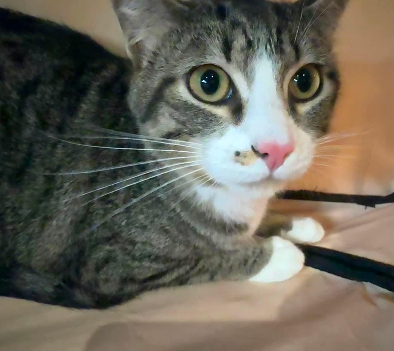 Huxtable, Adoptable, Young Male Domestic Short Hair.