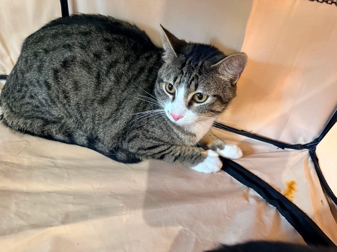 Enlarge Huxtable, a Adoptable Domestic Short Hair in Roxboro, NC image 2/3