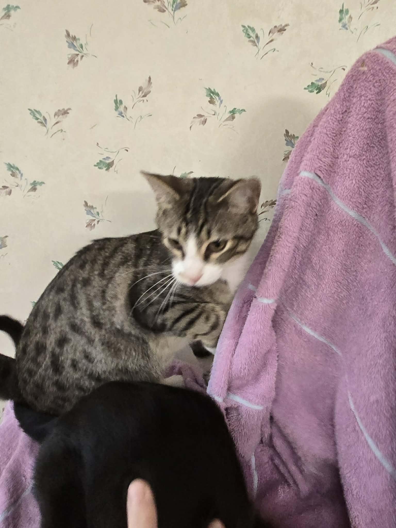 Enlarge Huxtable, a Adoptable Domestic Short Hair in Roxboro, NC image 2/3