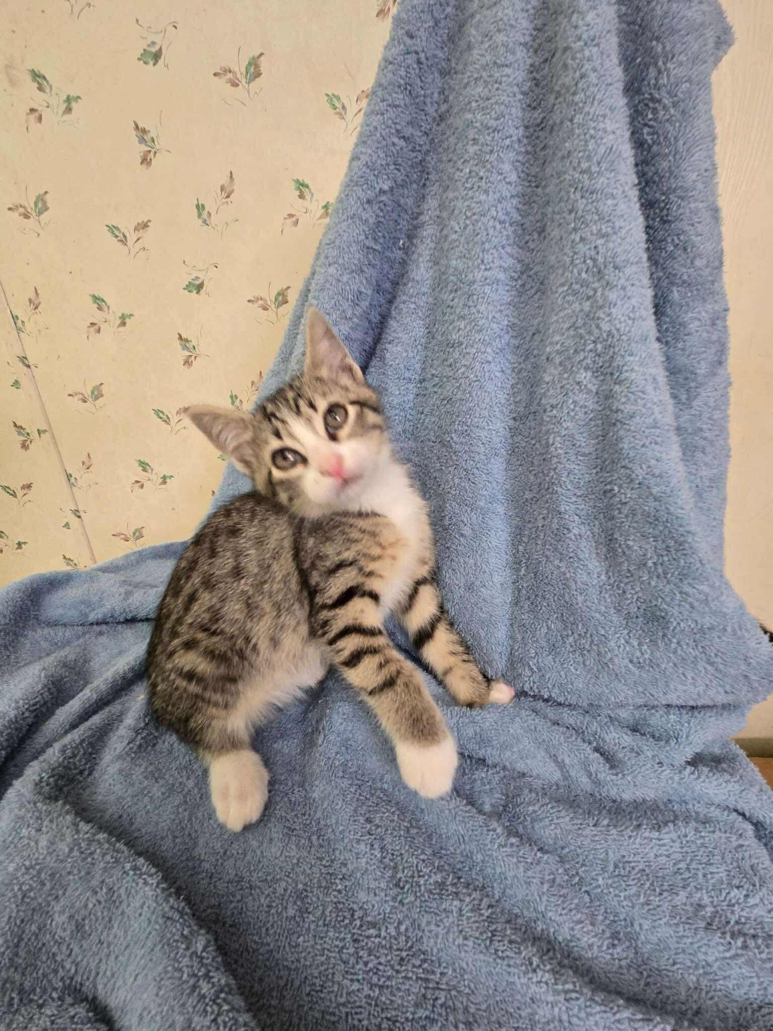 Enlarge Huxtable, a Adoptable Domestic Short Hair in Roxboro, NC image 2/2