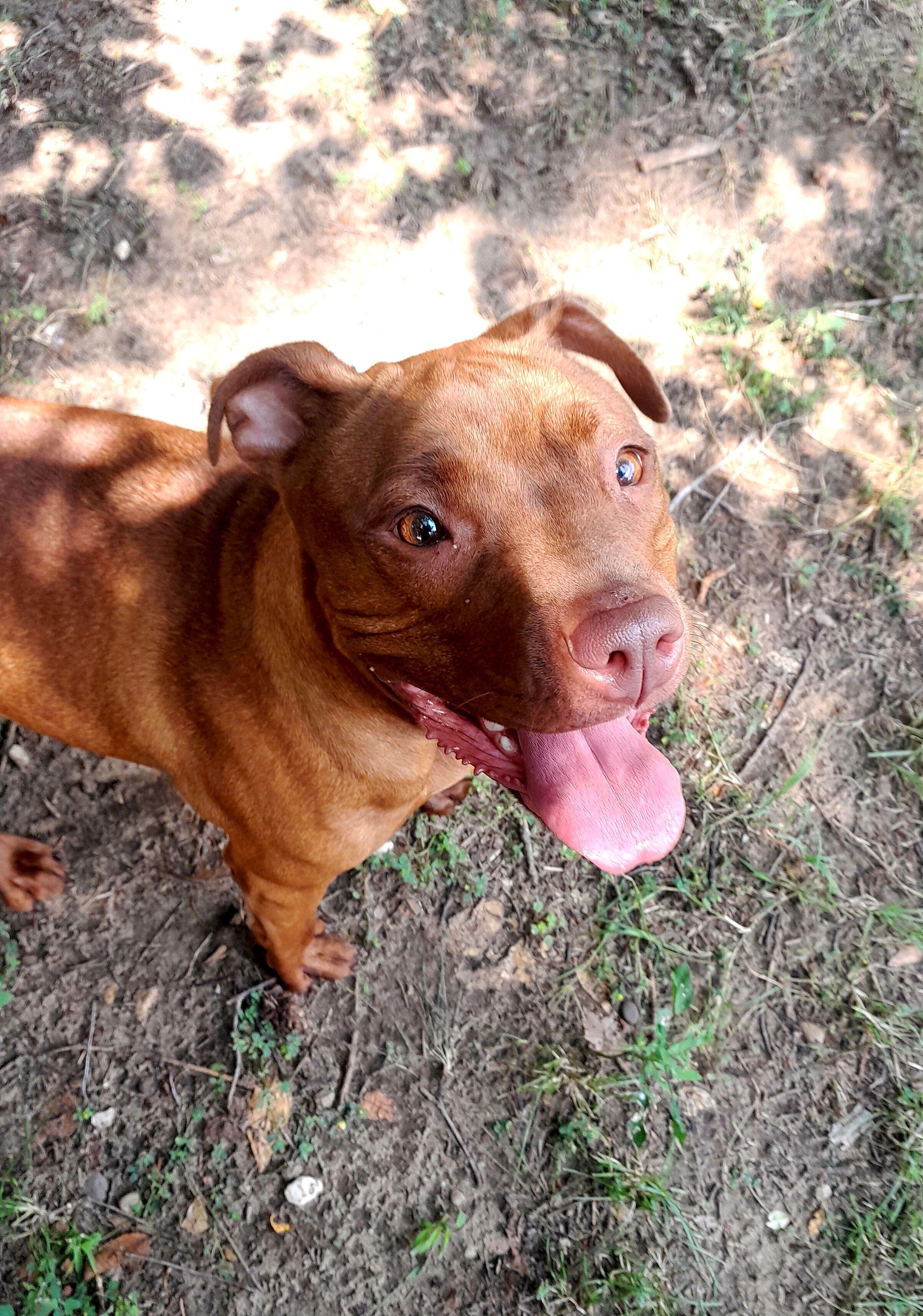 Enlarge Pinkie Pie, a Adoptable Mixed Breed in Mishawaka, IN image 4/6