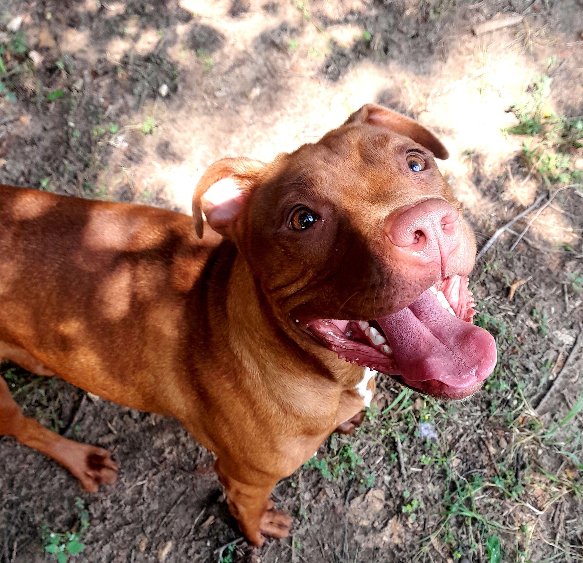 Enlarge Pinkie Pie, a Adoptable Mixed Breed in Mishawaka, IN image 6/6