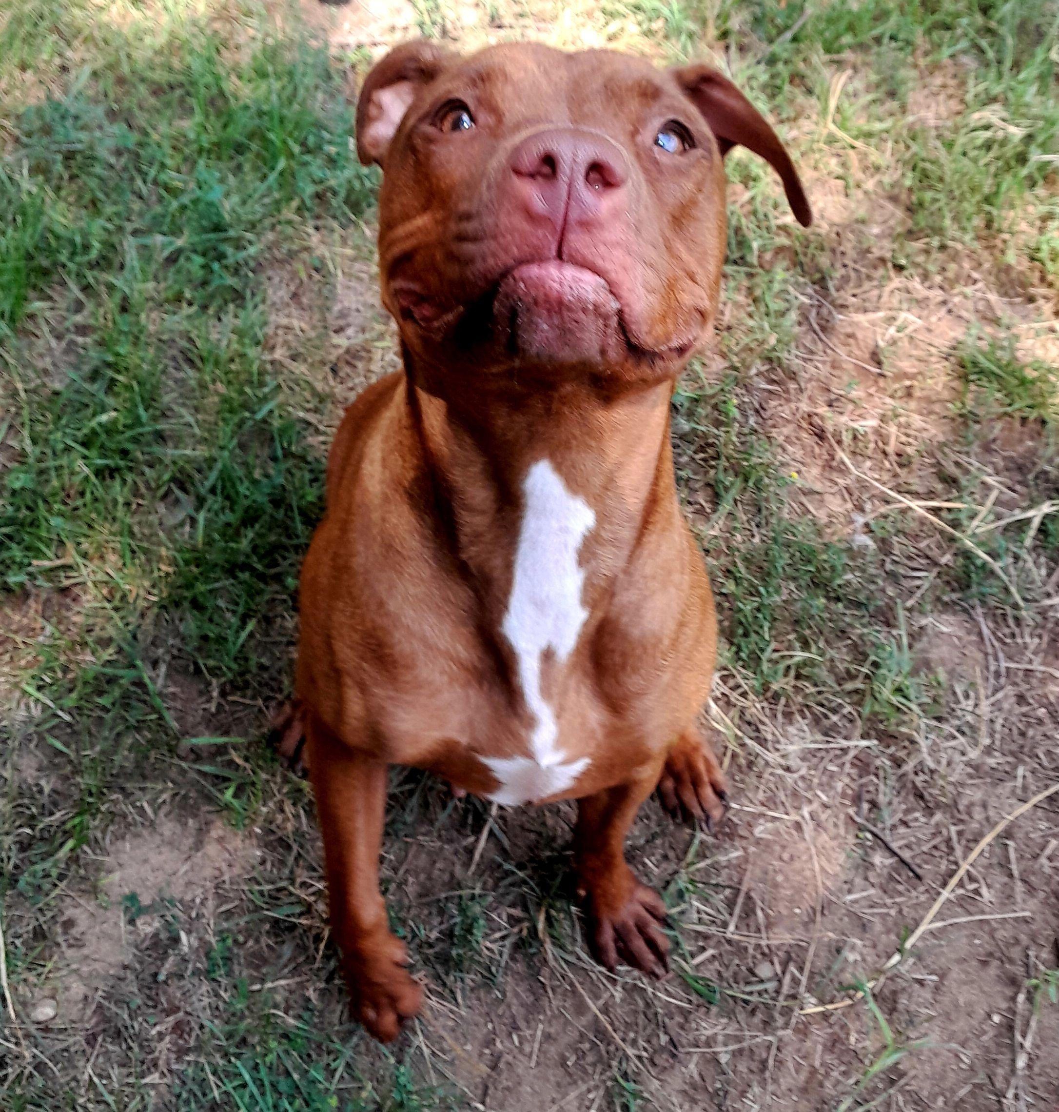 Enlarge Pinkie Pie, a Adoptable Mixed Breed in Mishawaka, IN image 2/6