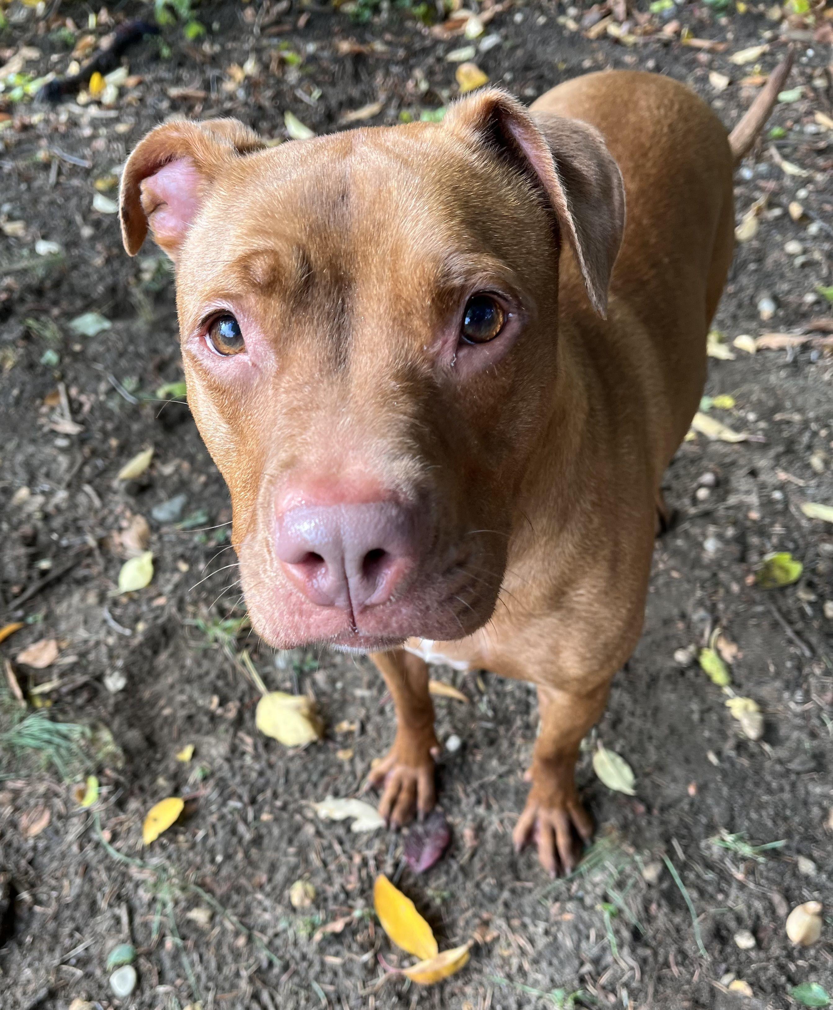 Enlarge Pinkie Pie, a Adoptable Mixed Breed in Mishawaka, IN image 5/6