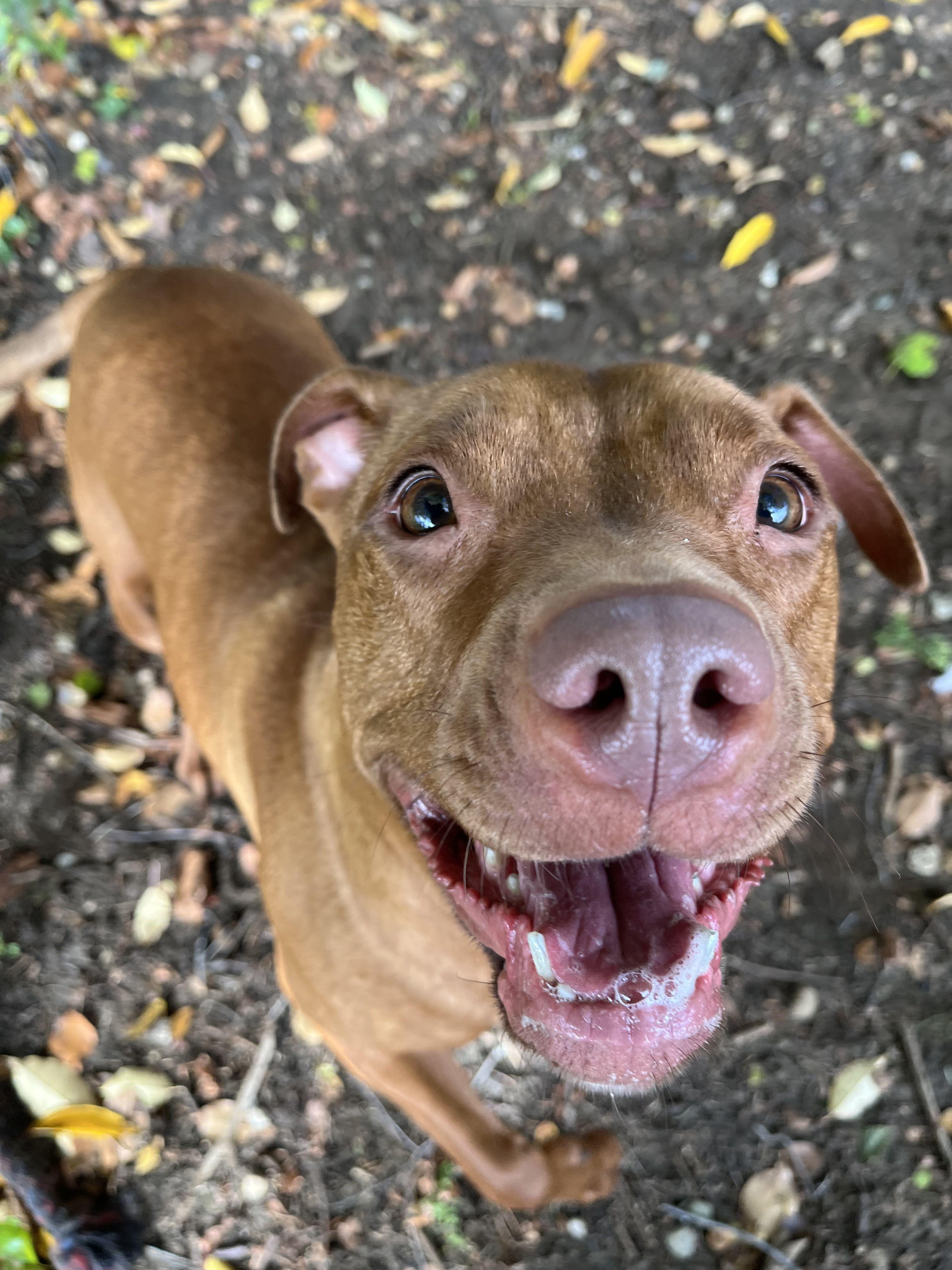 Enlarge Pinkie Pie, a Adoptable Mixed Breed in Mishawaka, IN image 3/6