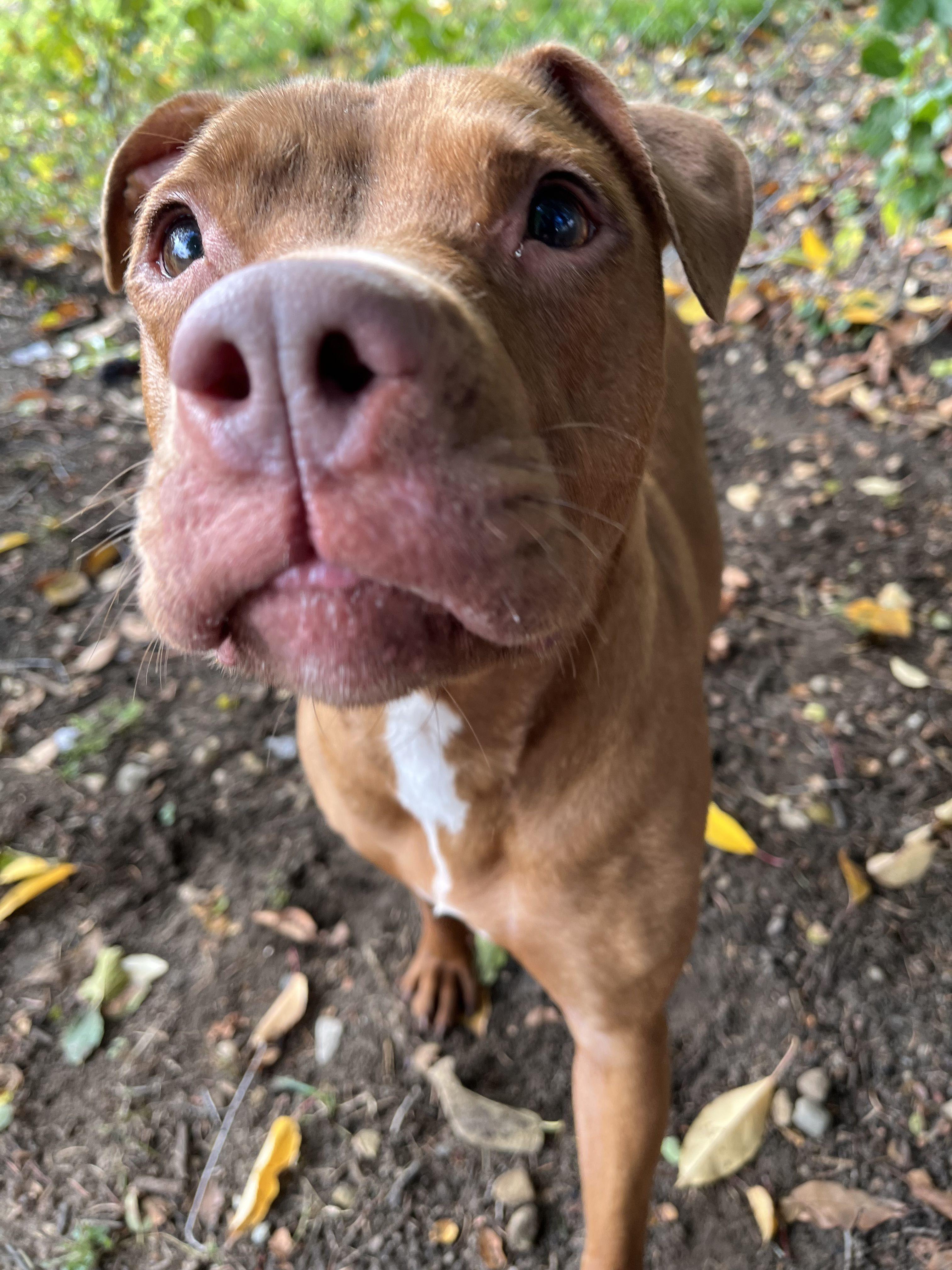 Enlarge Pinkie Pie, a Adoptable Mixed Breed in Mishawaka, IN image 1/6