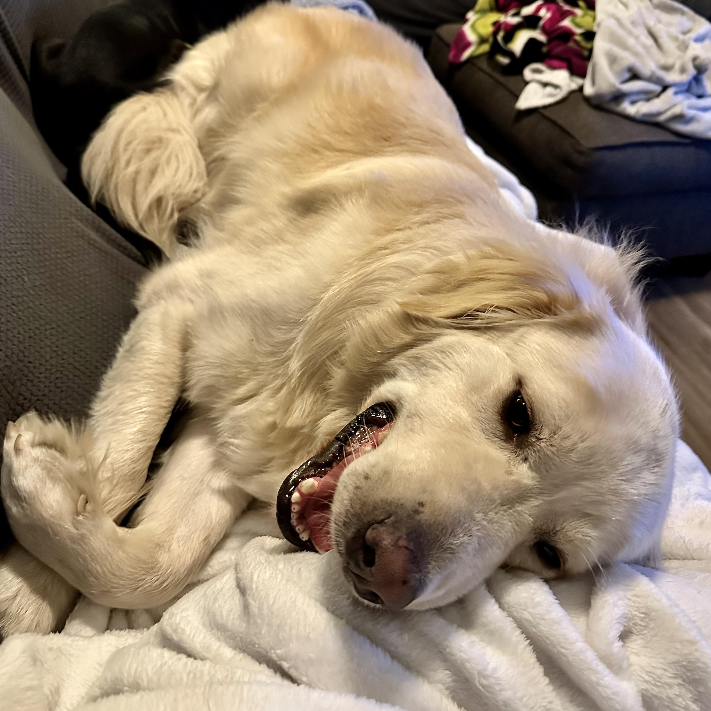 Enlarge Griffin, a Adoptable Golden Retriever in PUTNAM, CT image 4/6