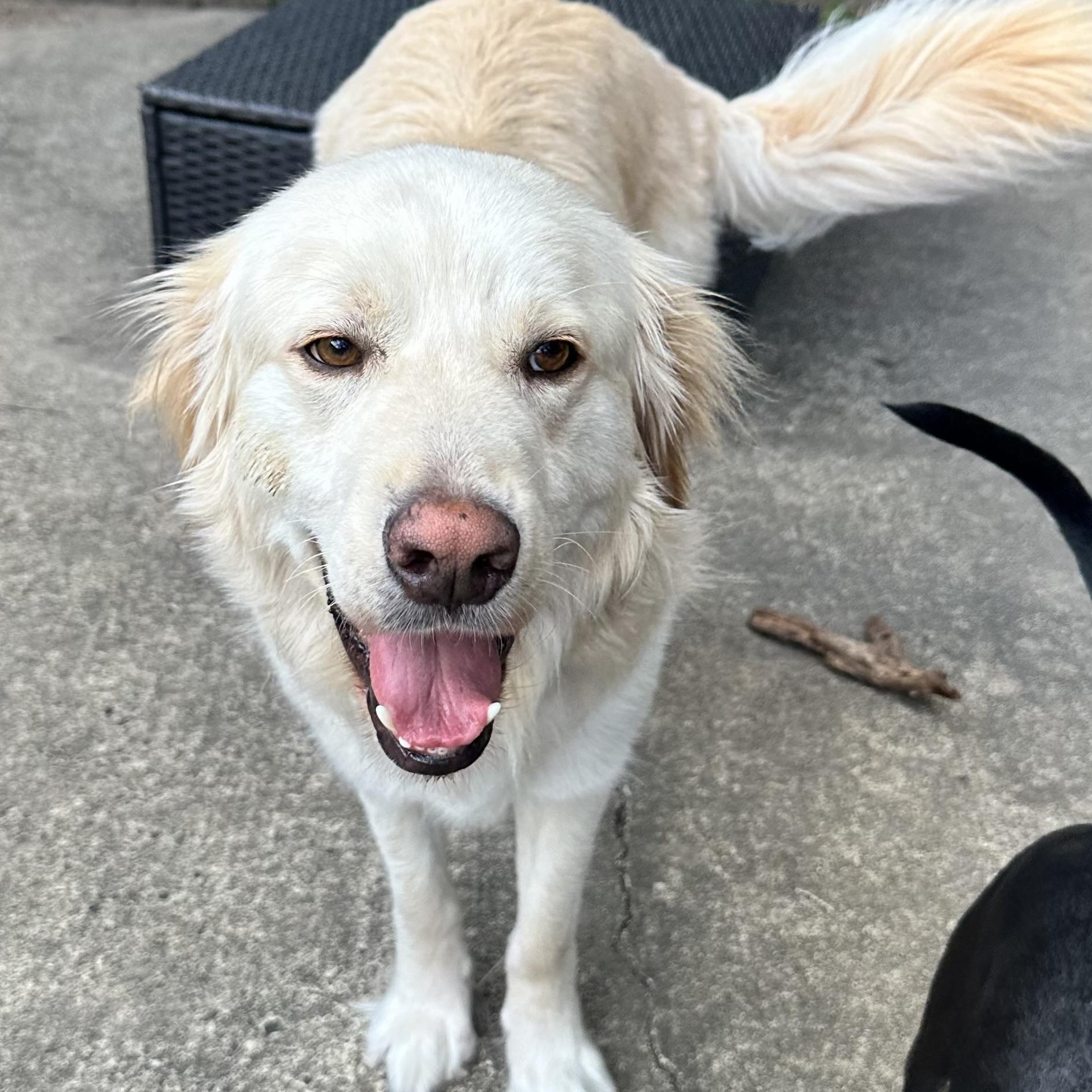 Enlarge Griffin, a Adoptable Golden Retriever in PUTNAM, CT image 5/6