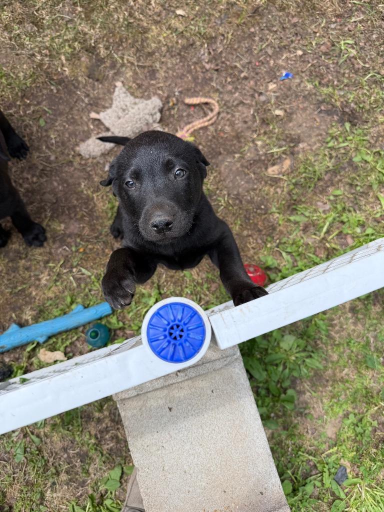 Enlarge Cyrus, a Adopted mixed breed in Virginia, MN image 1/1
