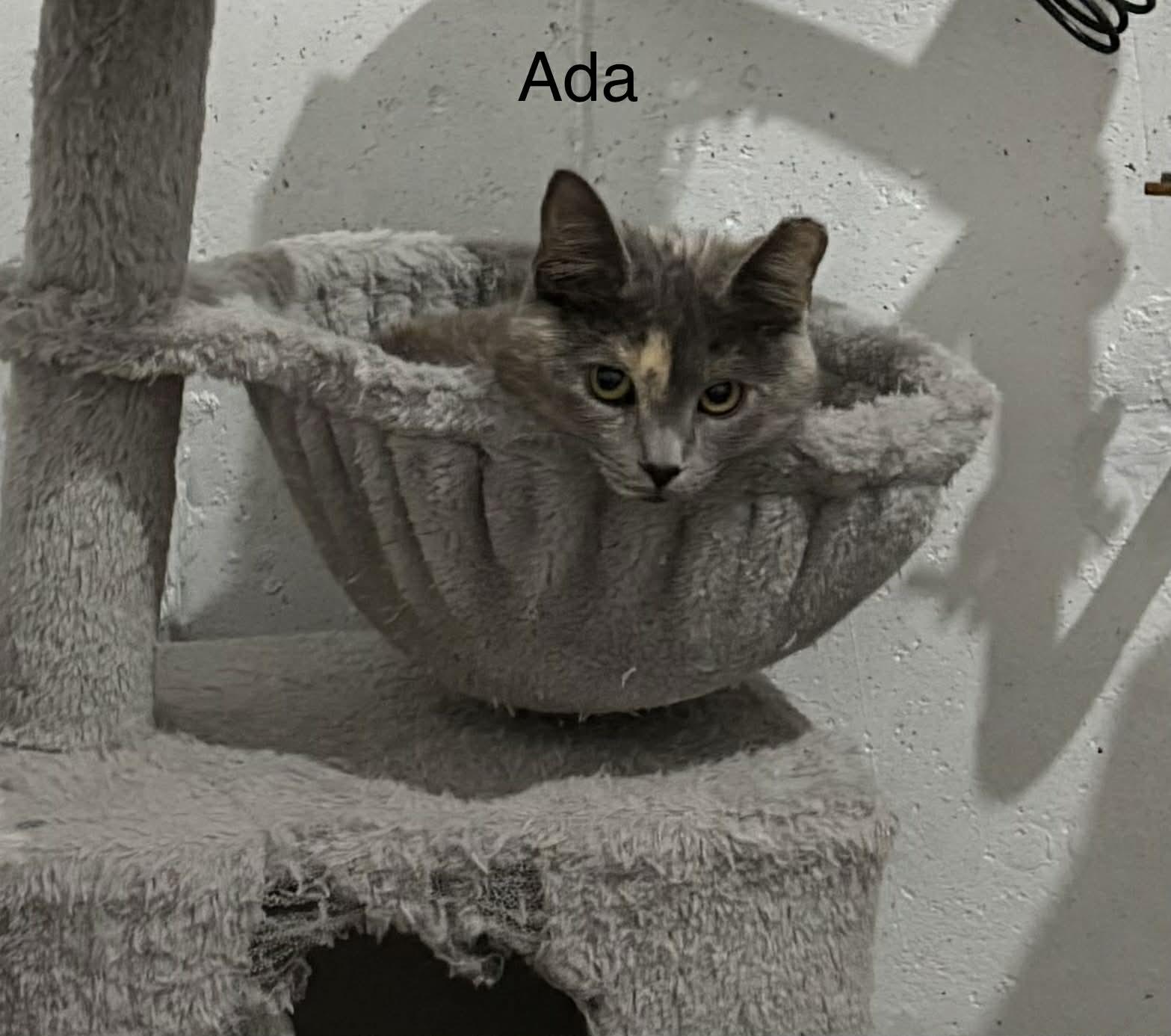 Enlarge Ada, an adopted Domestic Short Hair in Herculaneum, MO image 1/1