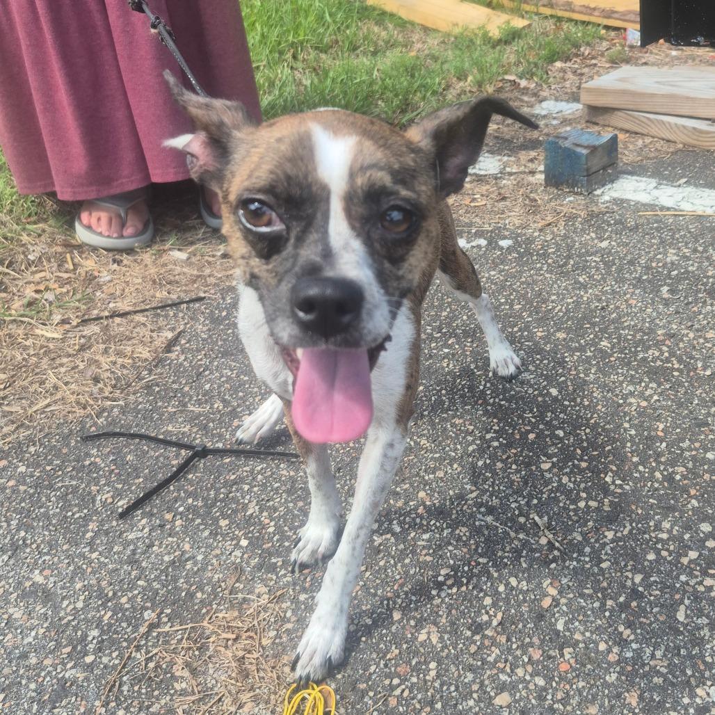 Sweetie, Adoptable, Adult Female Boston Terrier & Mixed Breed.