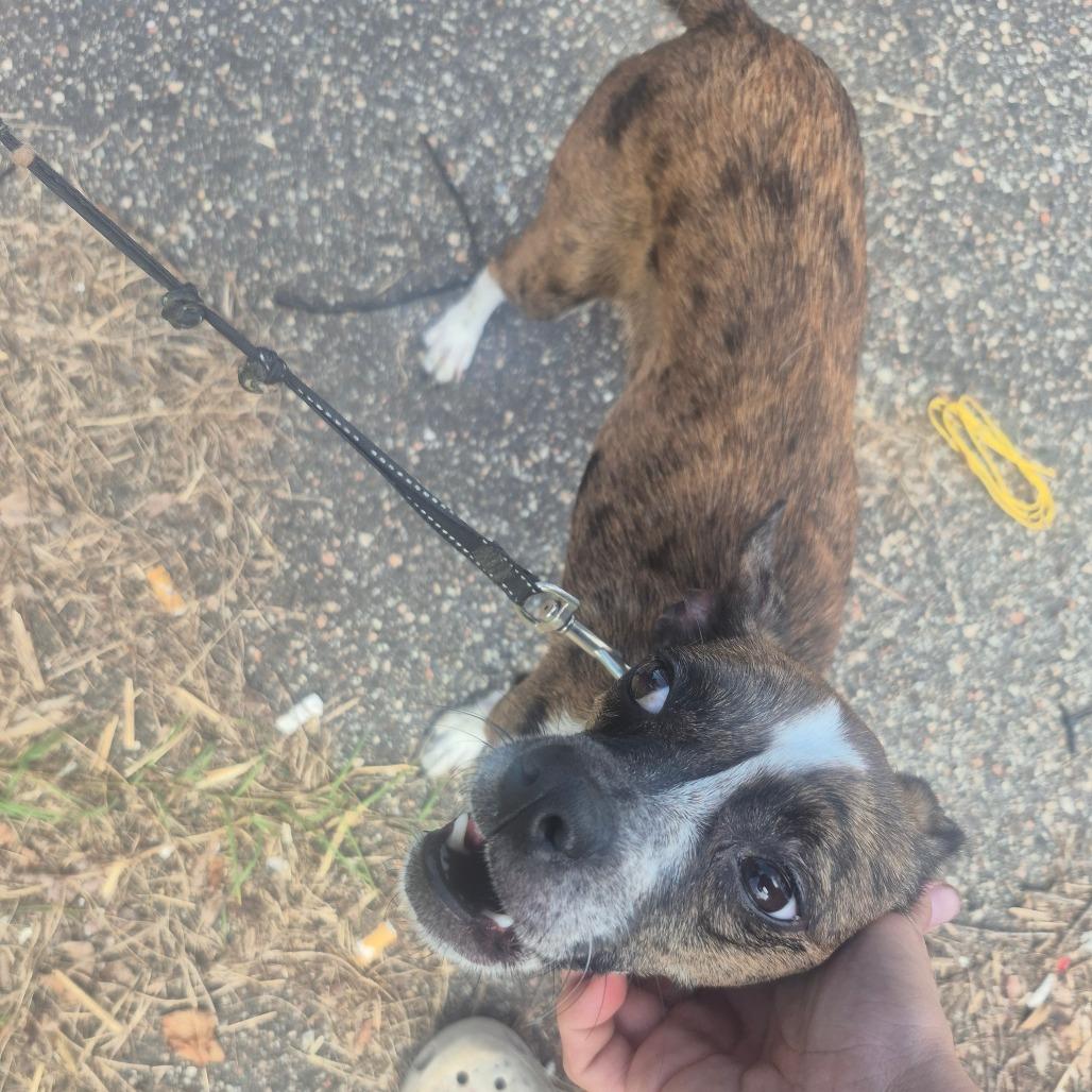 Sweetie, a Adoptable mixed breed in Aberdeen, NC image 2/6