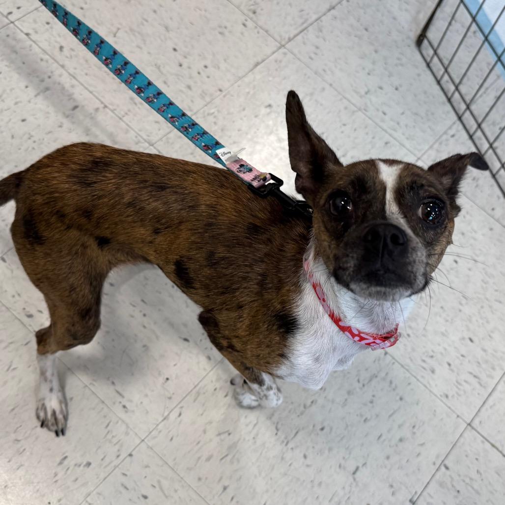 Sweetie, a Adoptable mixed breed in Aberdeen, NC image 3/6