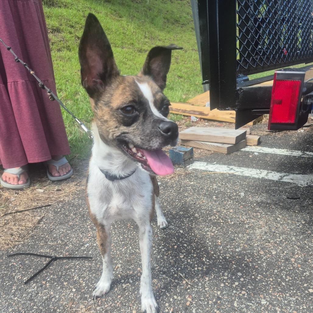 Sweetie, a Adoptable mixed breed in Aberdeen, NC image 4/6