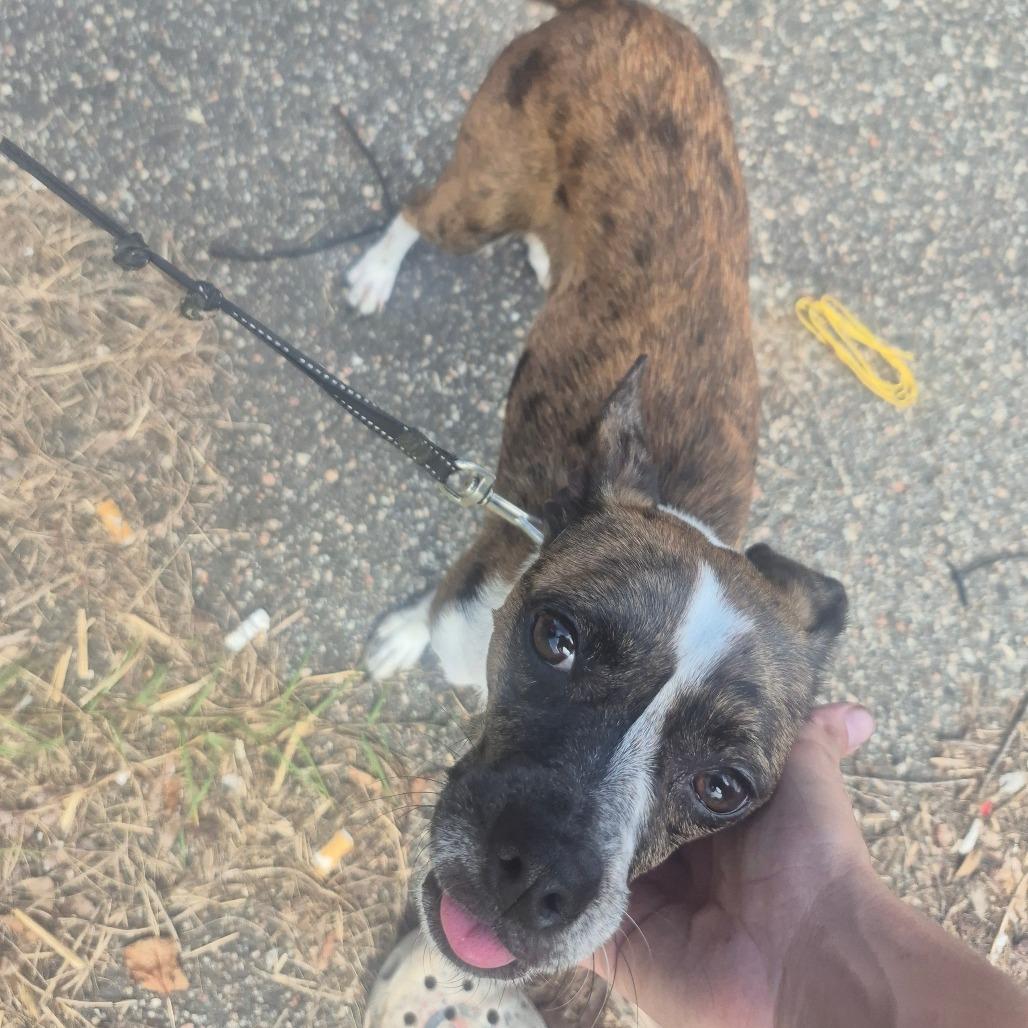 Sweetie, a Adoptable mixed breed in Aberdeen, NC image 5/6