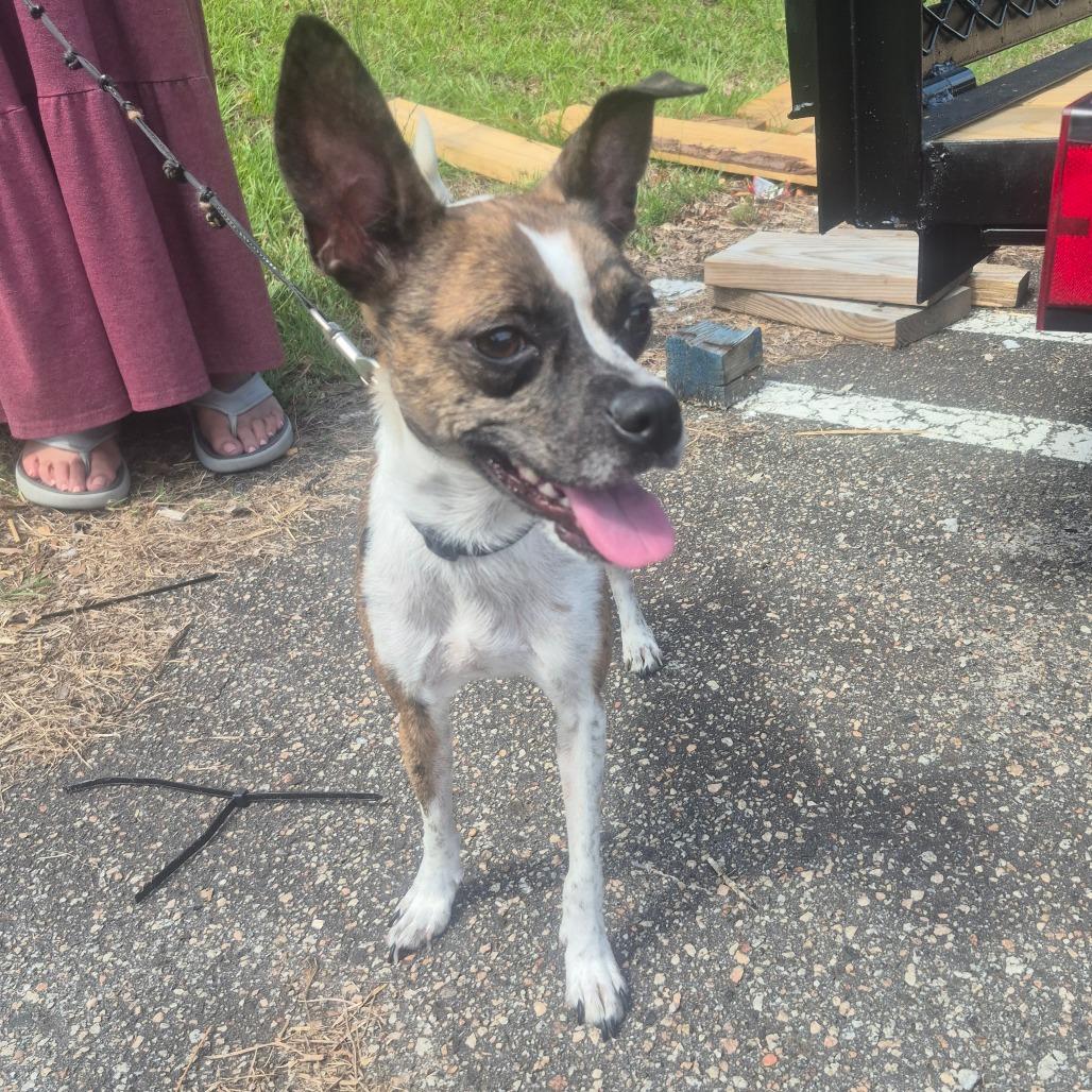 Sweetie, a Adoptable mixed breed in Aberdeen, NC image 6/6