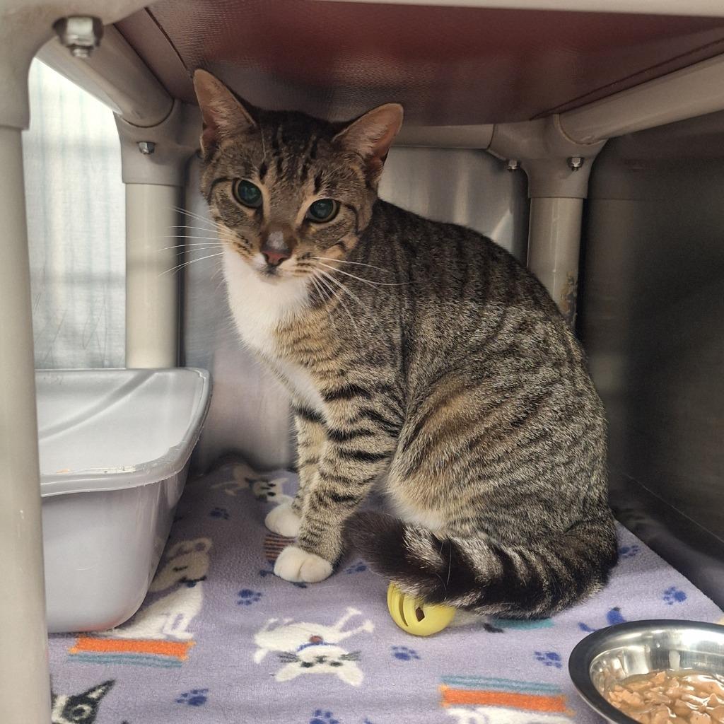 Peppa, Adoptable, Young Female Domestic Short Hair.