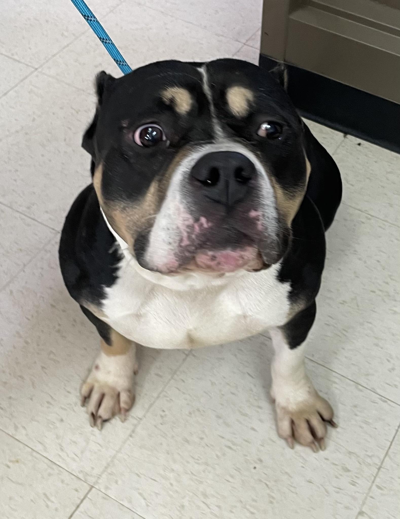 Higgins AVAILABLE , a ADOPTABLE American Bully in Canton, OH image 3/4