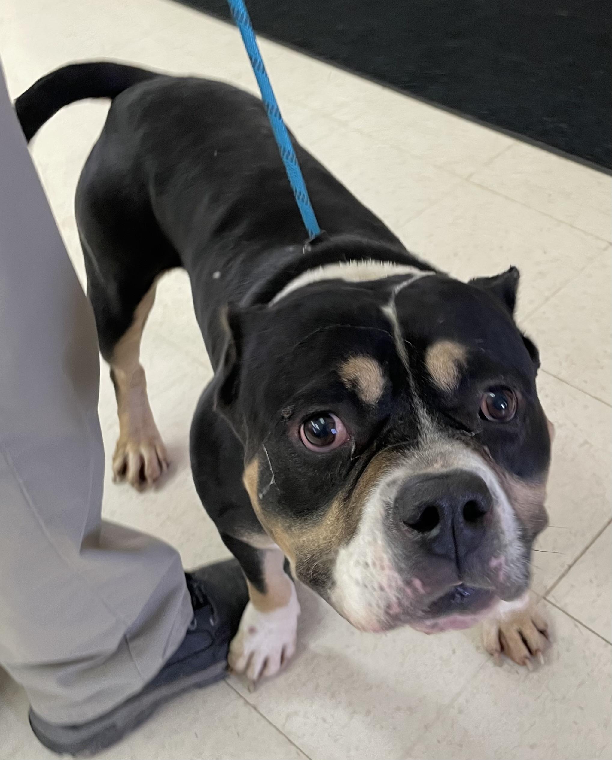 Higgins AVAILABLE , a ADOPTABLE American Bully in Canton, OH image 2/4