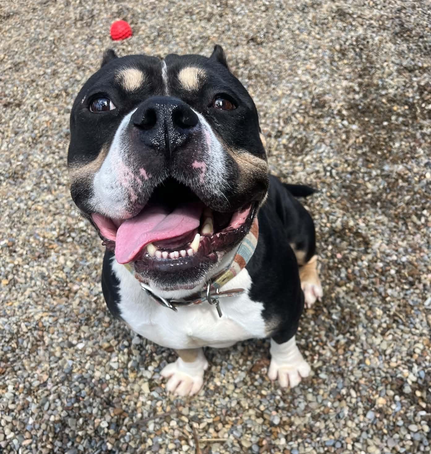 Higgins AVAILABLE , a ADOPTABLE American Bully in Canton, OH image 1/4