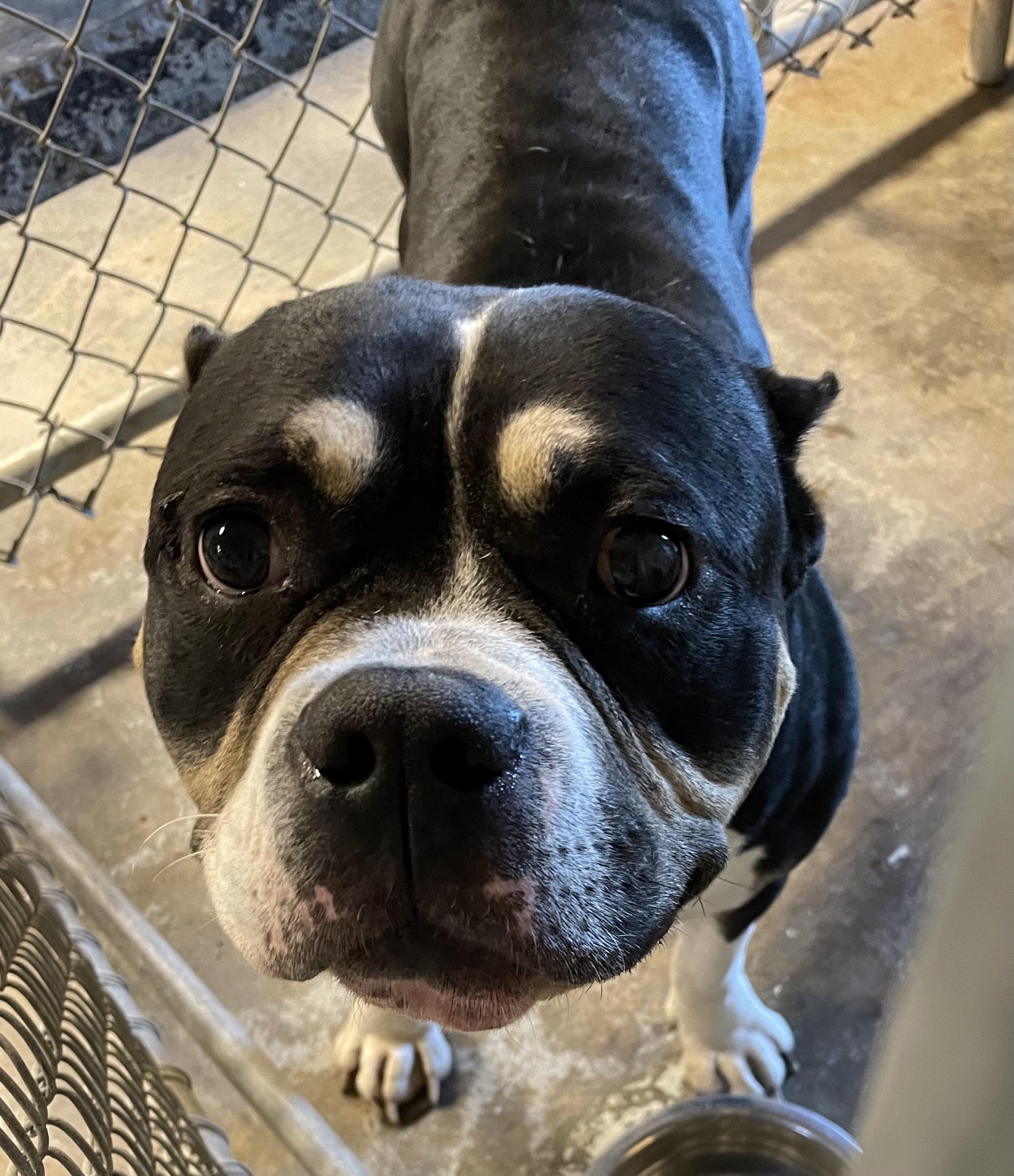 Higgins AVAILABLE , a ADOPTABLE American Bully in Canton, OH image 4/4
