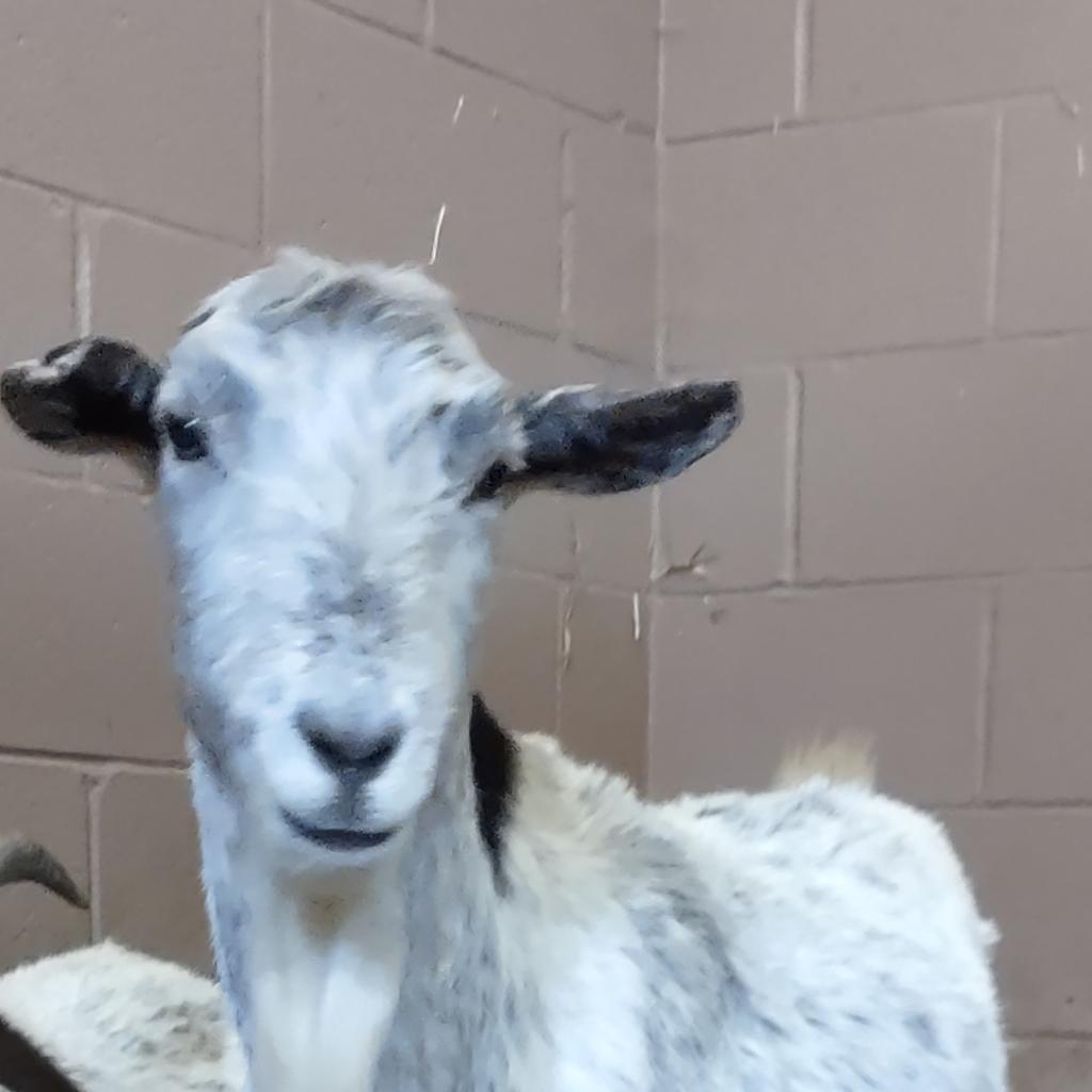 Rembrandt, Adoptable, Senior Male Saanen & Goat.