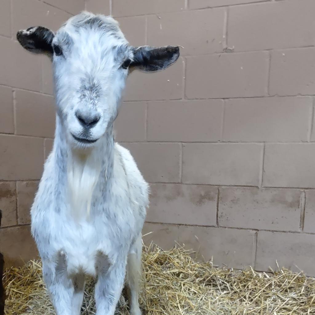Enlarge Rembrandt, a Adoptable mixed breed in Fairport, NY image 2/3