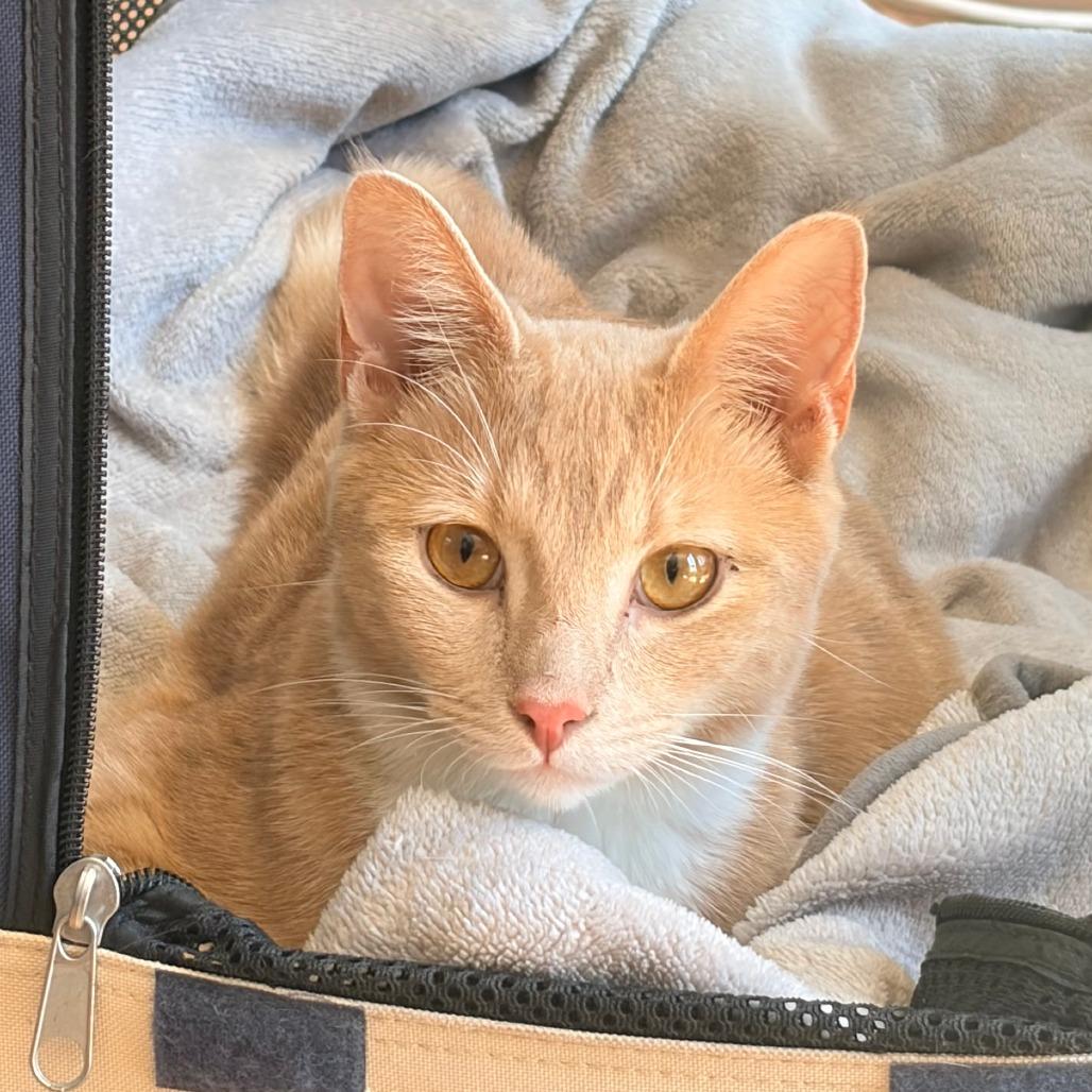 Skipper, Adoptable, Young Male Domestic Short Hair.