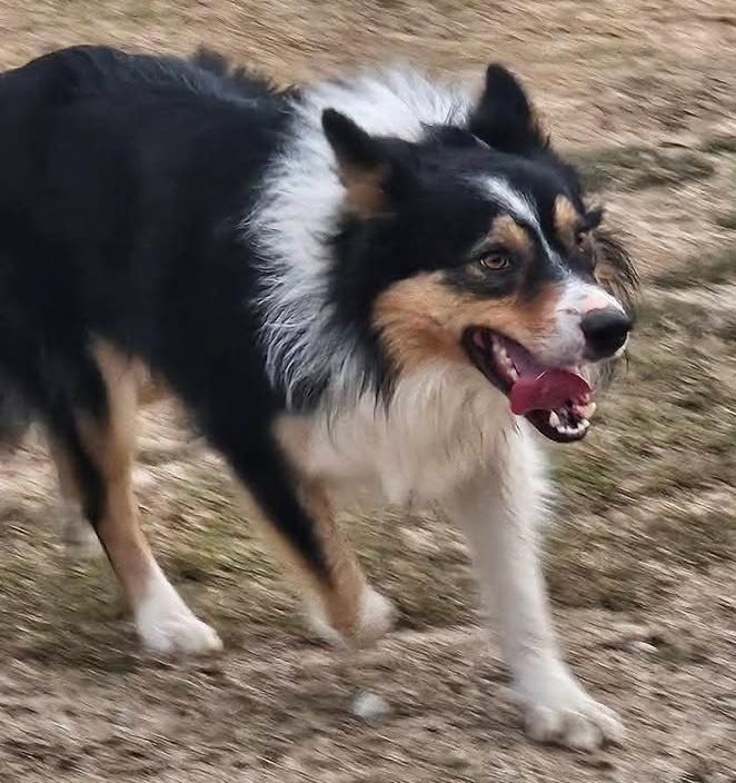 Enlarge Dobro, a ADOPTABLE Border Collie in Cordova, TN image 2/3