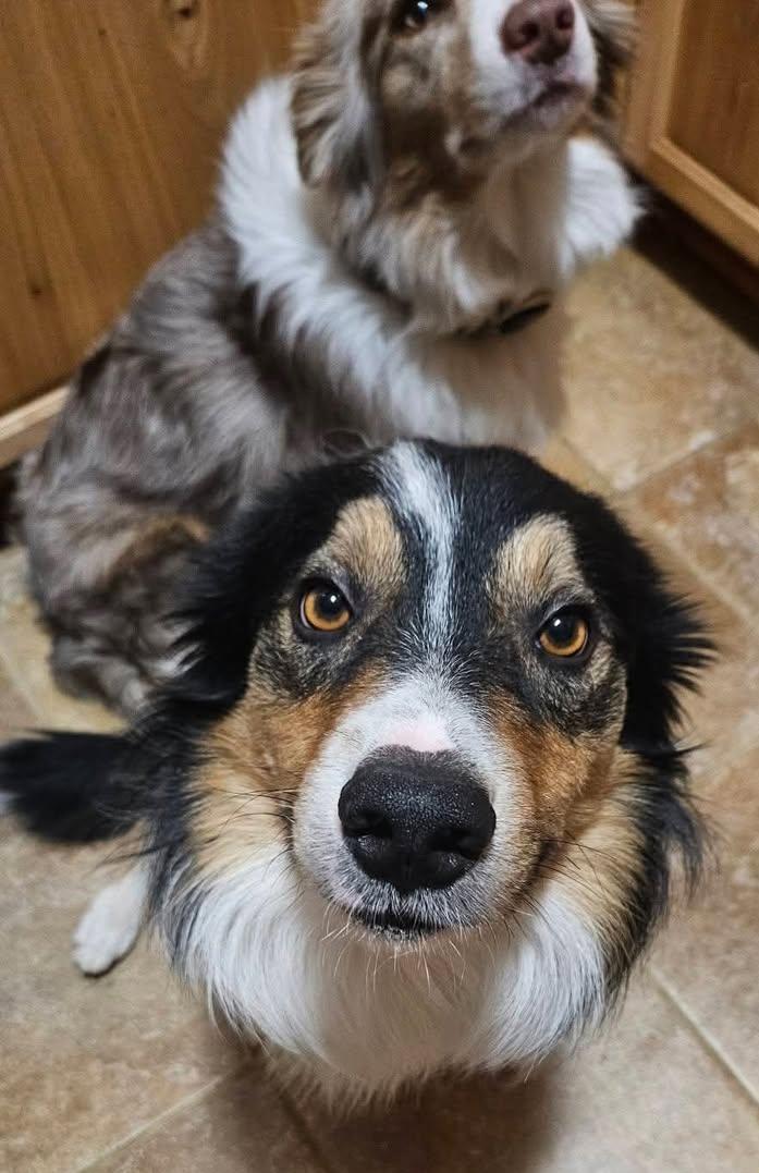 Enlarge Dobro, a ADOPTABLE Border Collie in Cordova, TN image 3/3