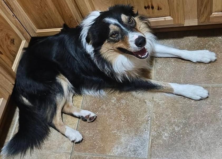 Dobro, ADOPTABLE, Young Male Border Collie.