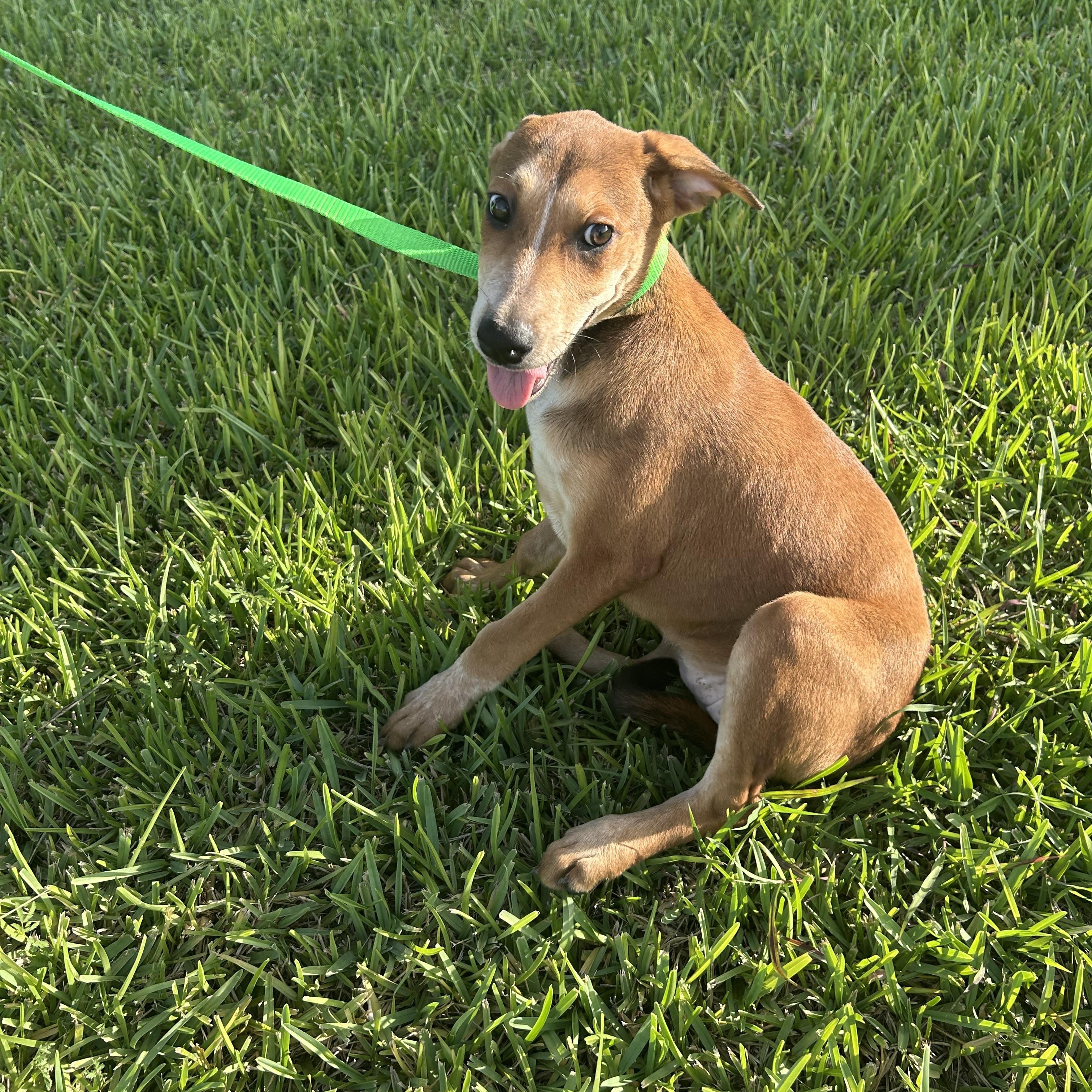 Jellybean thumbnail 5