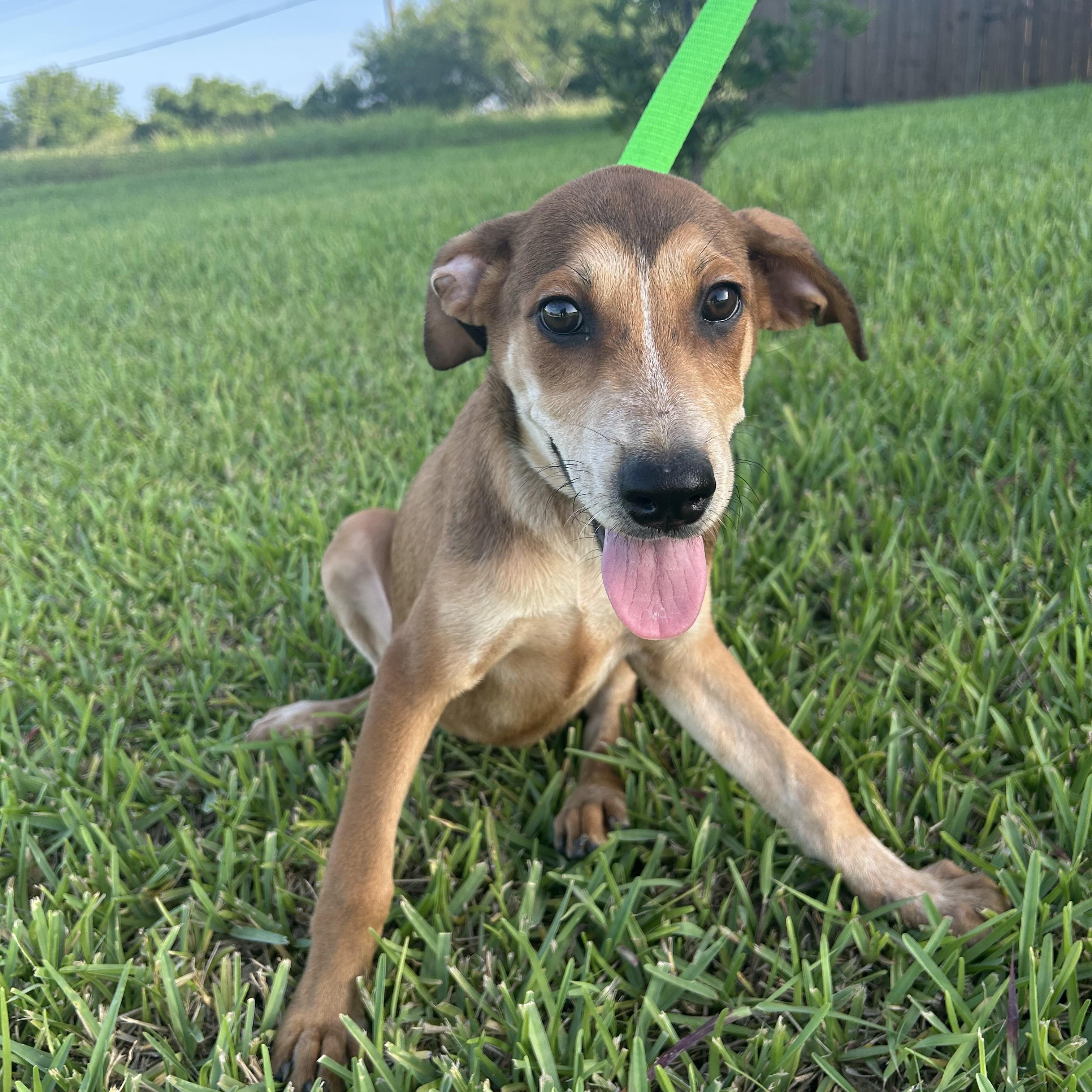 Jellybean thumbnail 4