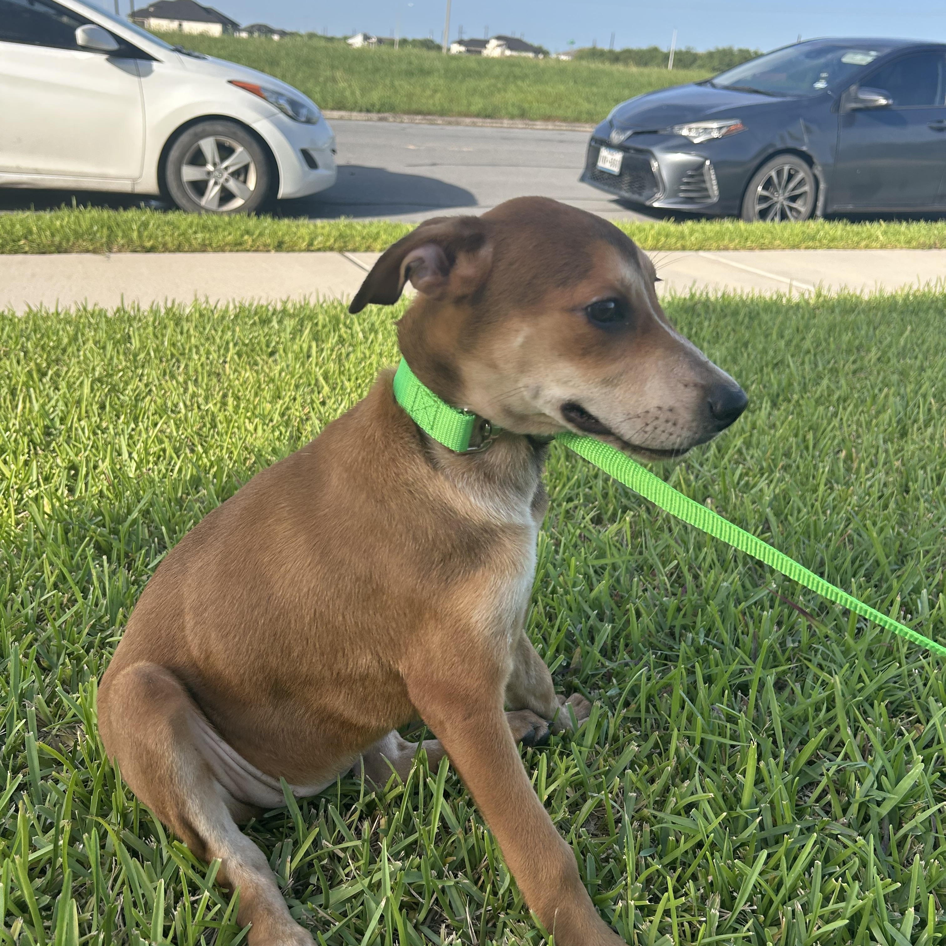 Jellybean thumbnail 3