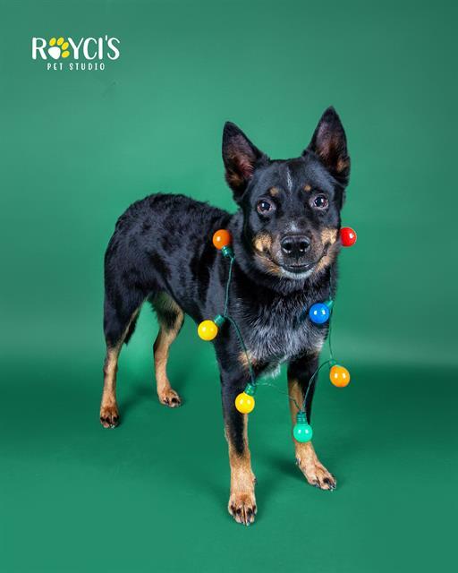Enlarge VAMPIRA, a Adoptable mixed breed in West Valley City, UT image 1/1