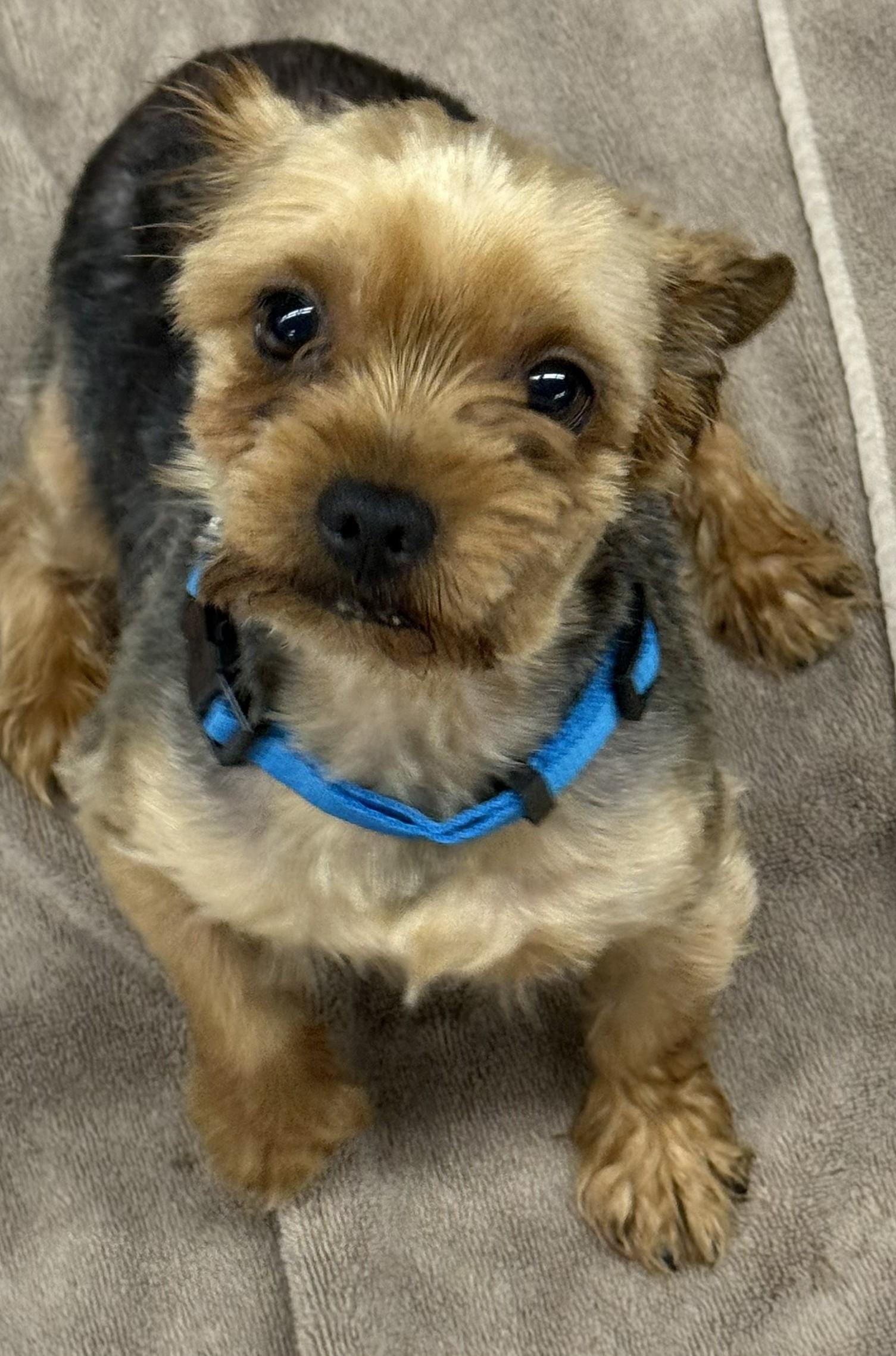 Enlarge Tango, a ADOPTABLE mixed breed in Mauston, WI image 2/2
