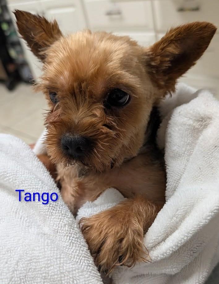 Enlarge Tango, a ADOPTABLE mixed breed in Mauston, WI image 1/2