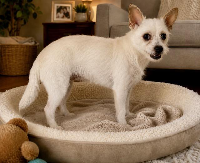 Vinny, ADOPTABLE, Young Male Maltese.