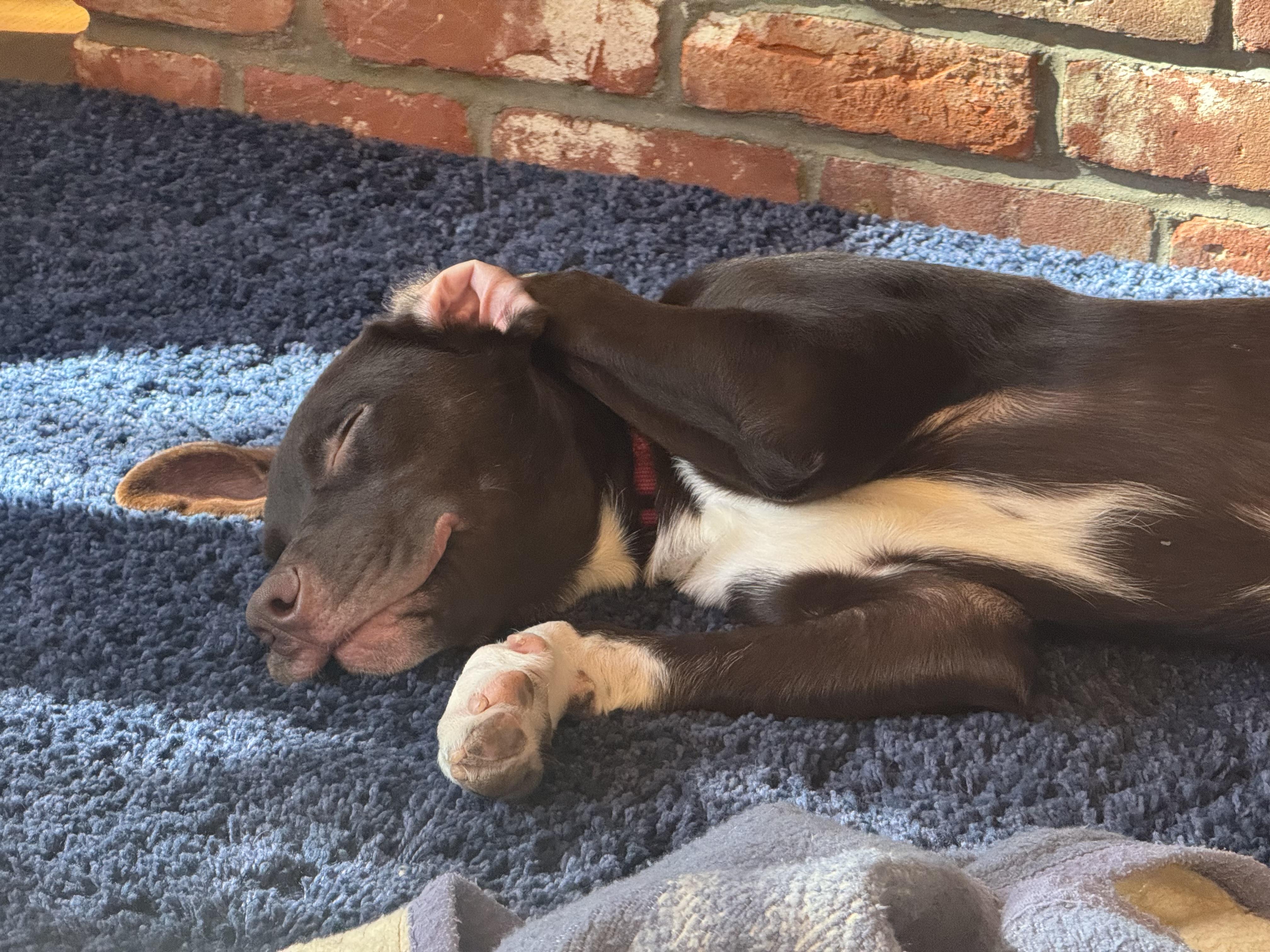 Zeke 0125, an adopted mixed breed in Sonora, CA image 1/6