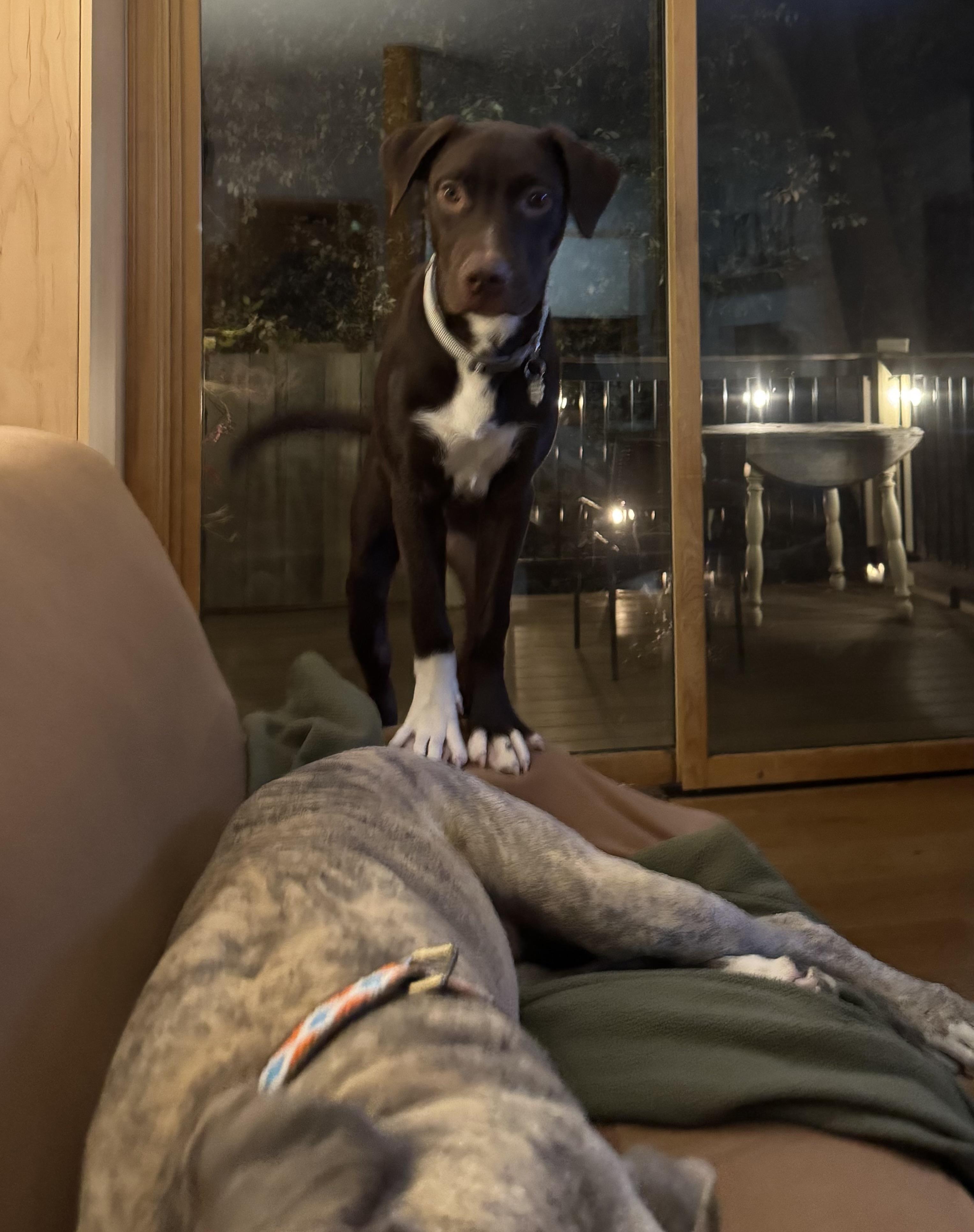 Zeke 0125, an adopted mixed breed in Sonora, CA image 2/6