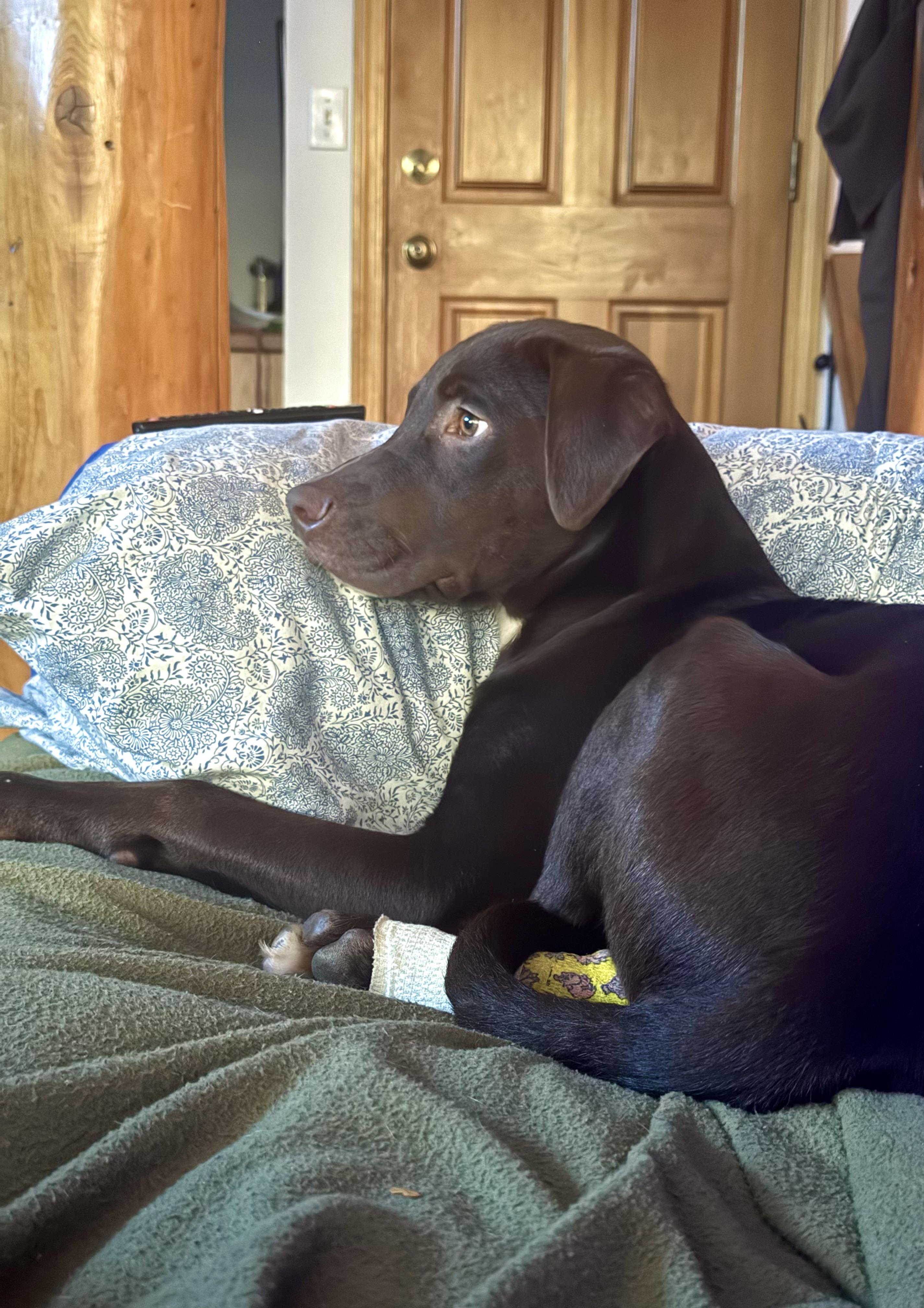 Zeke 0125, an adopted mixed breed in Sonora, CA image 4/6