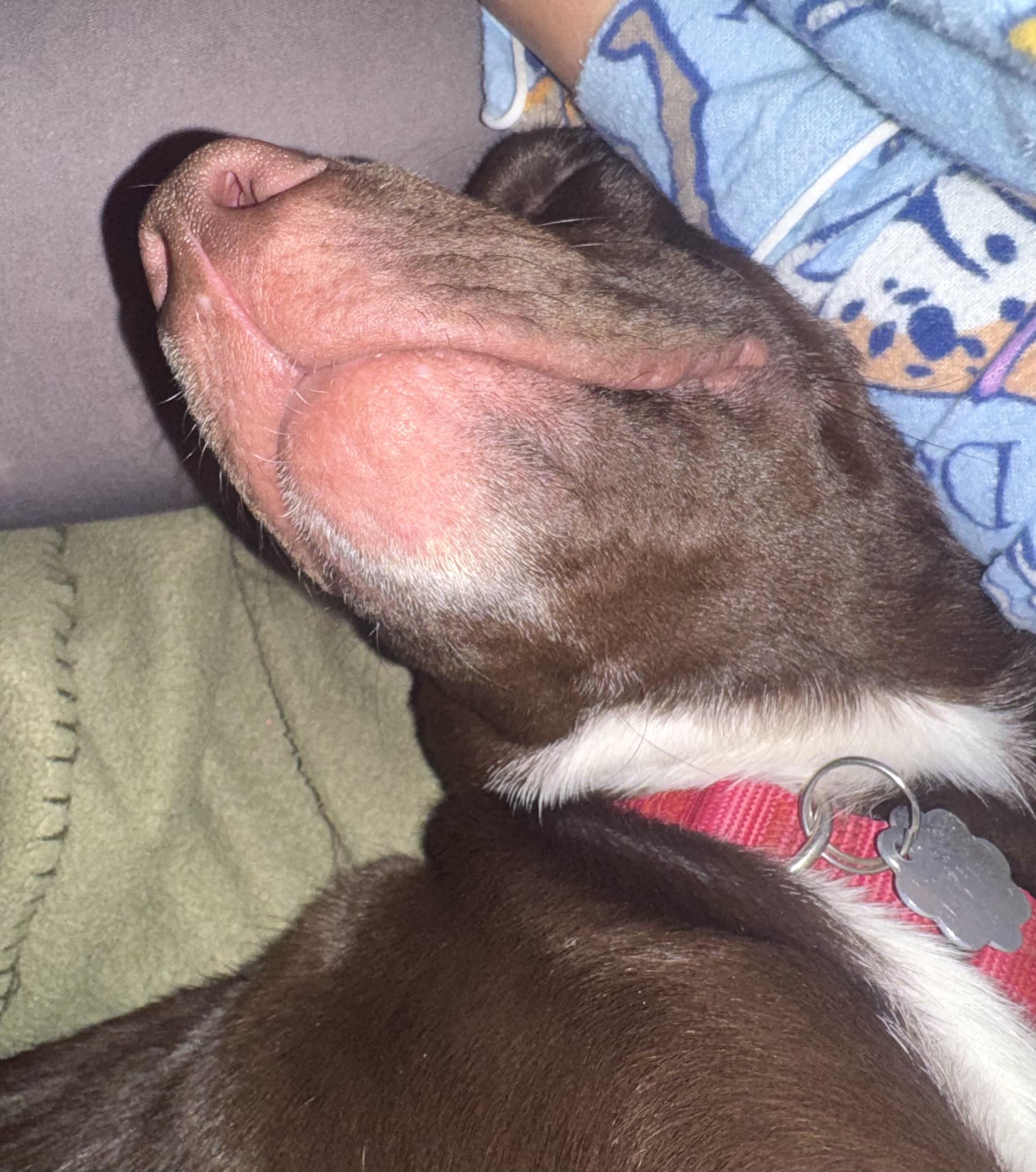 Zeke 0125, an adopted mixed breed in Sonora, CA image 5/6