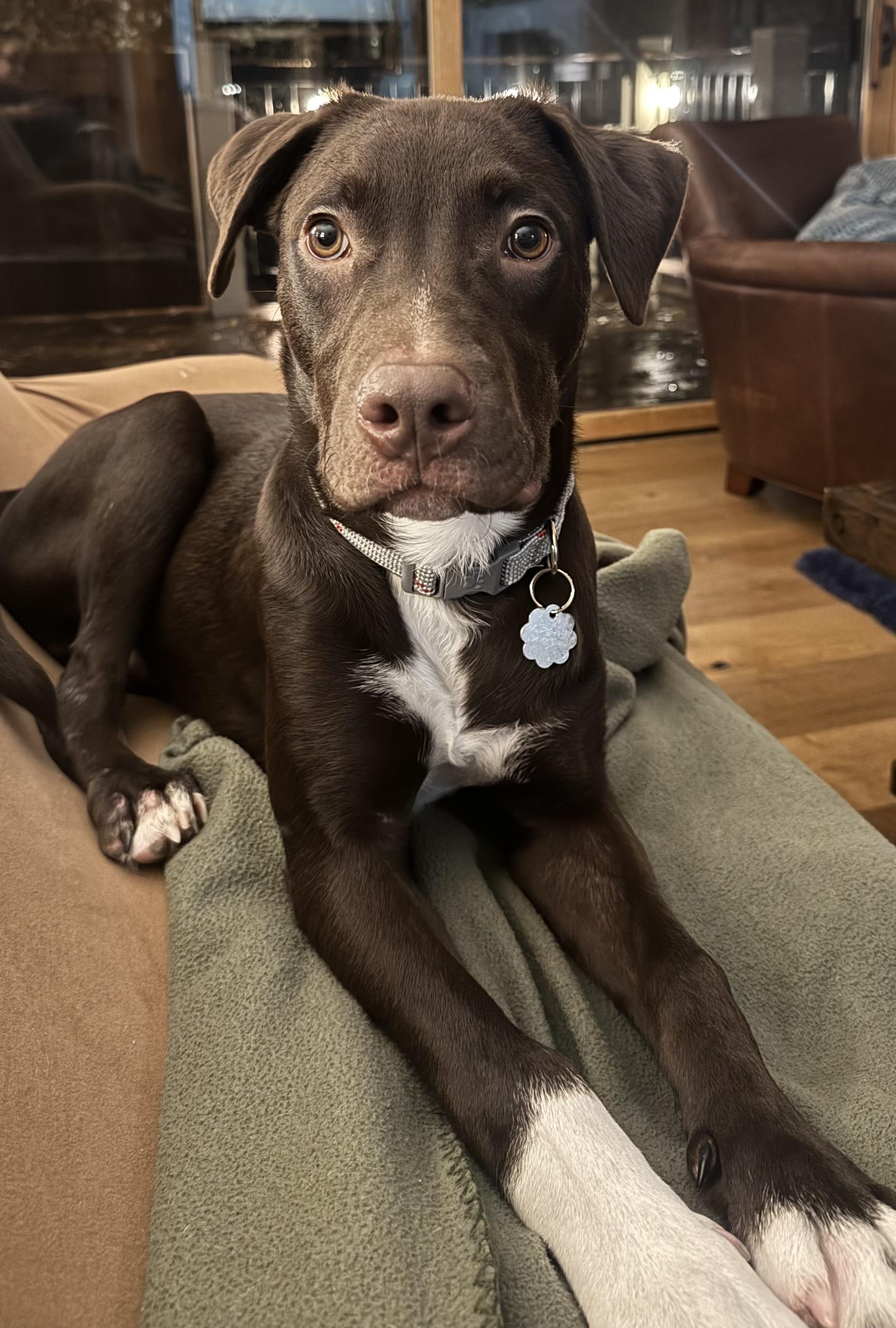 Zeke 0125, an adopted mixed breed in Sonora, CA image 6/6