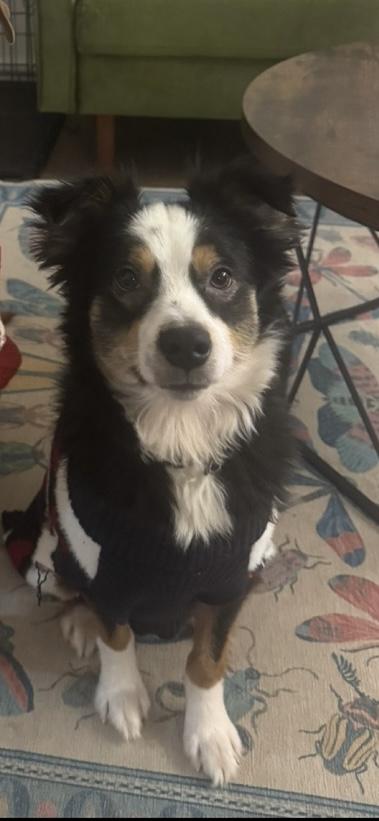 Oslo, ADOPTABLE, Adult Male Australian Shepherd.
