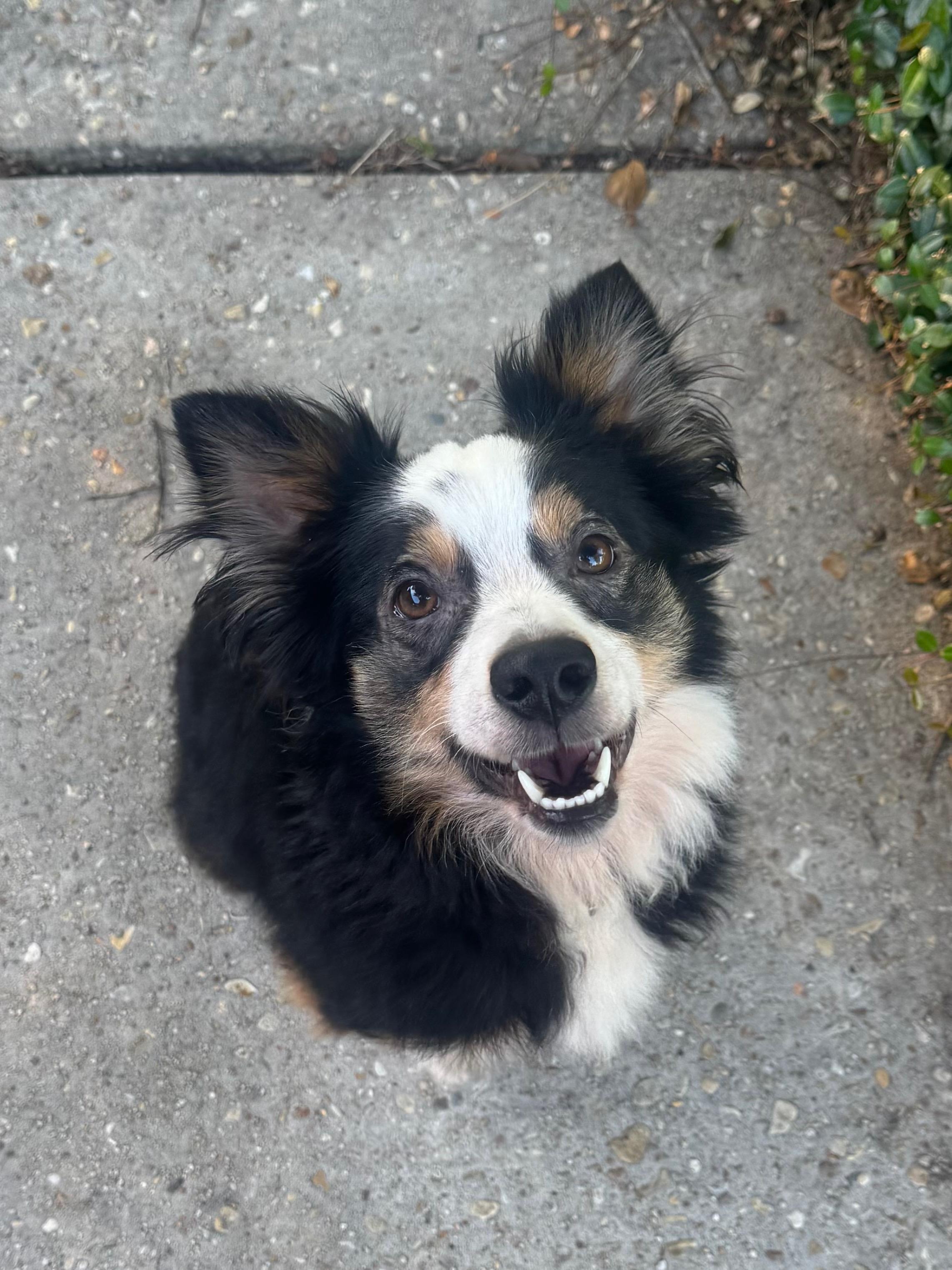 Enlarge Oslo, a ADOPTABLE Australian Shepherd in Baker, LA image 2/3