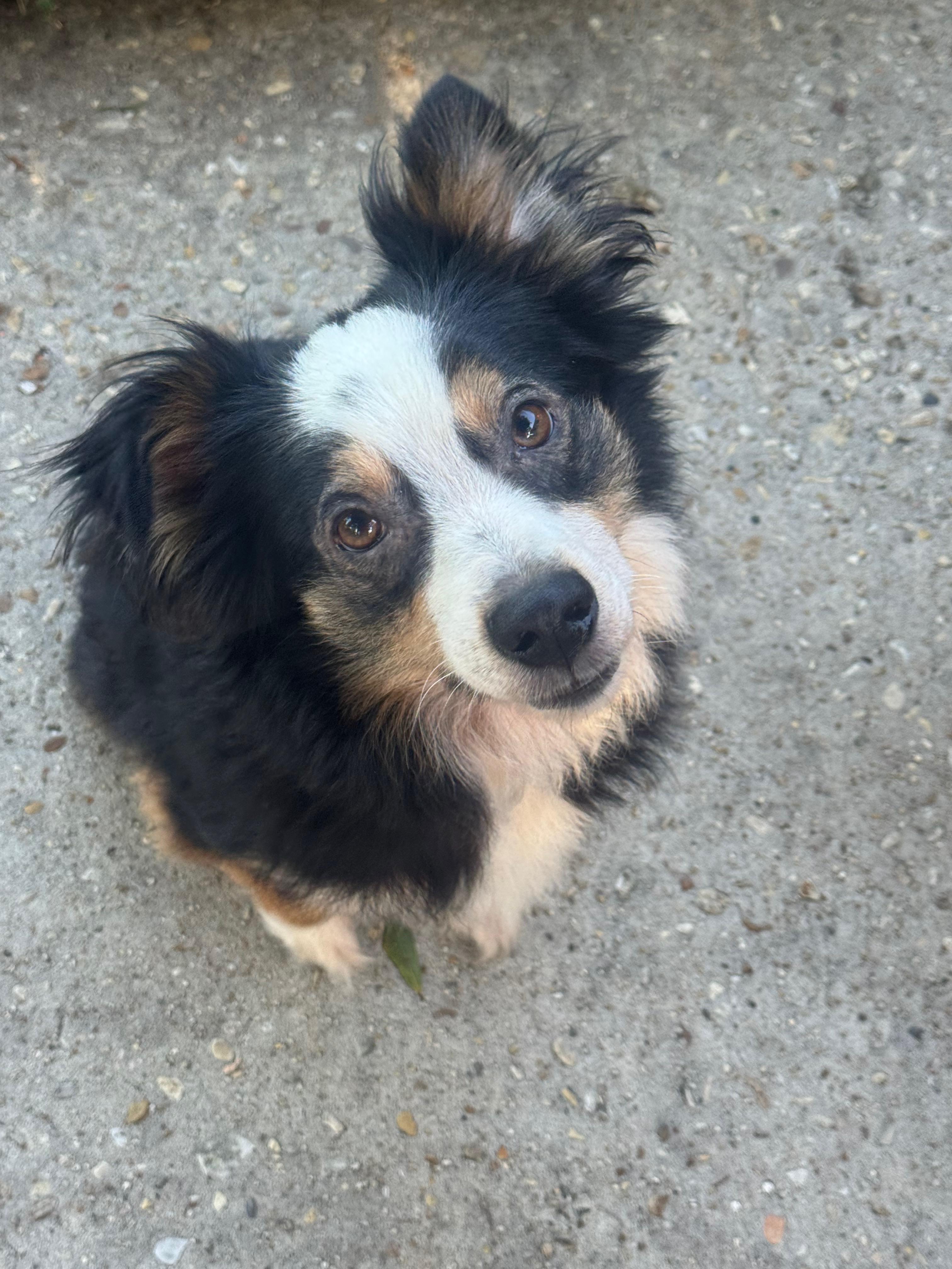 Enlarge Oslo, a ADOPTABLE Australian Shepherd in Baker, LA image 3/3