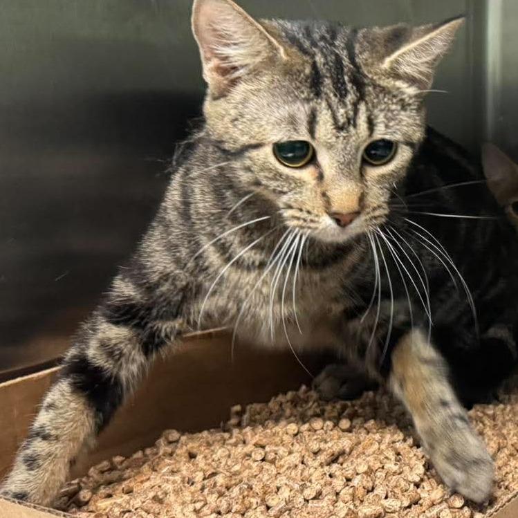Rosalina, Adoptable, Young Female Domestic Short Hair.