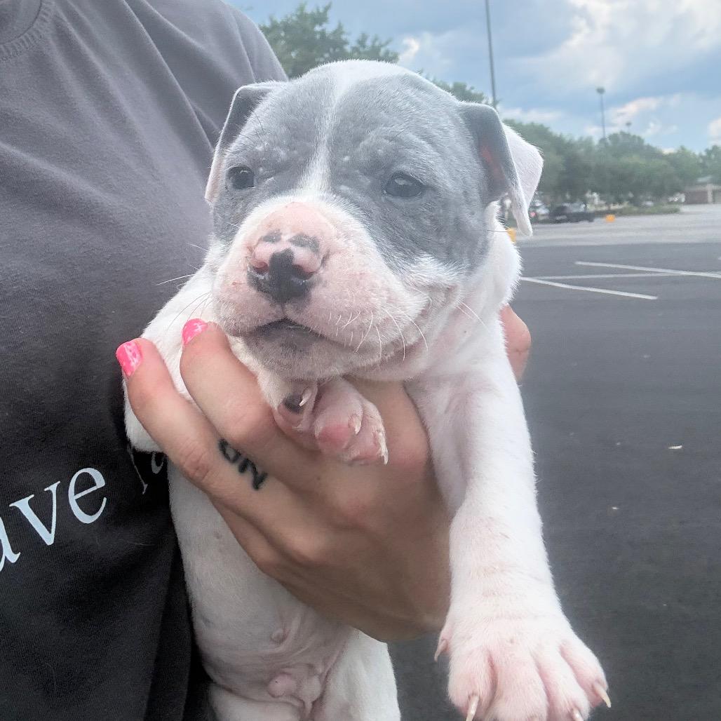 Dozer, Adoptable, Puppy Male Boxer & Mixed Breed.
