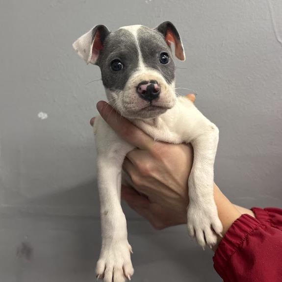 Dozer, a Adoptable mixed breed in North Charleston, SC image 2/6