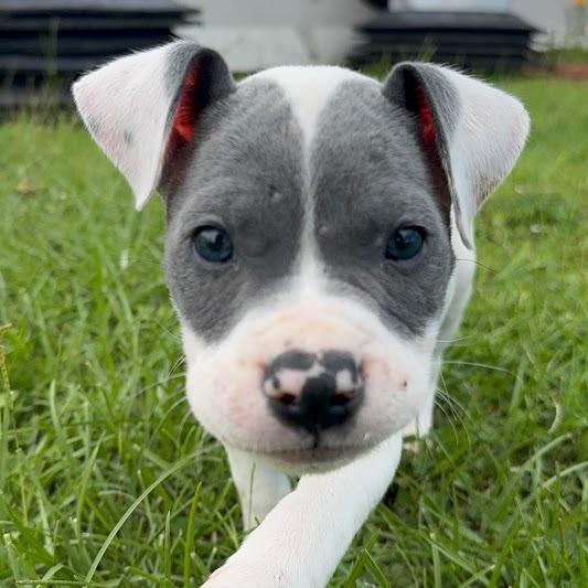 Dozer, a Adoptable mixed breed in North Charleston, SC image 3/6